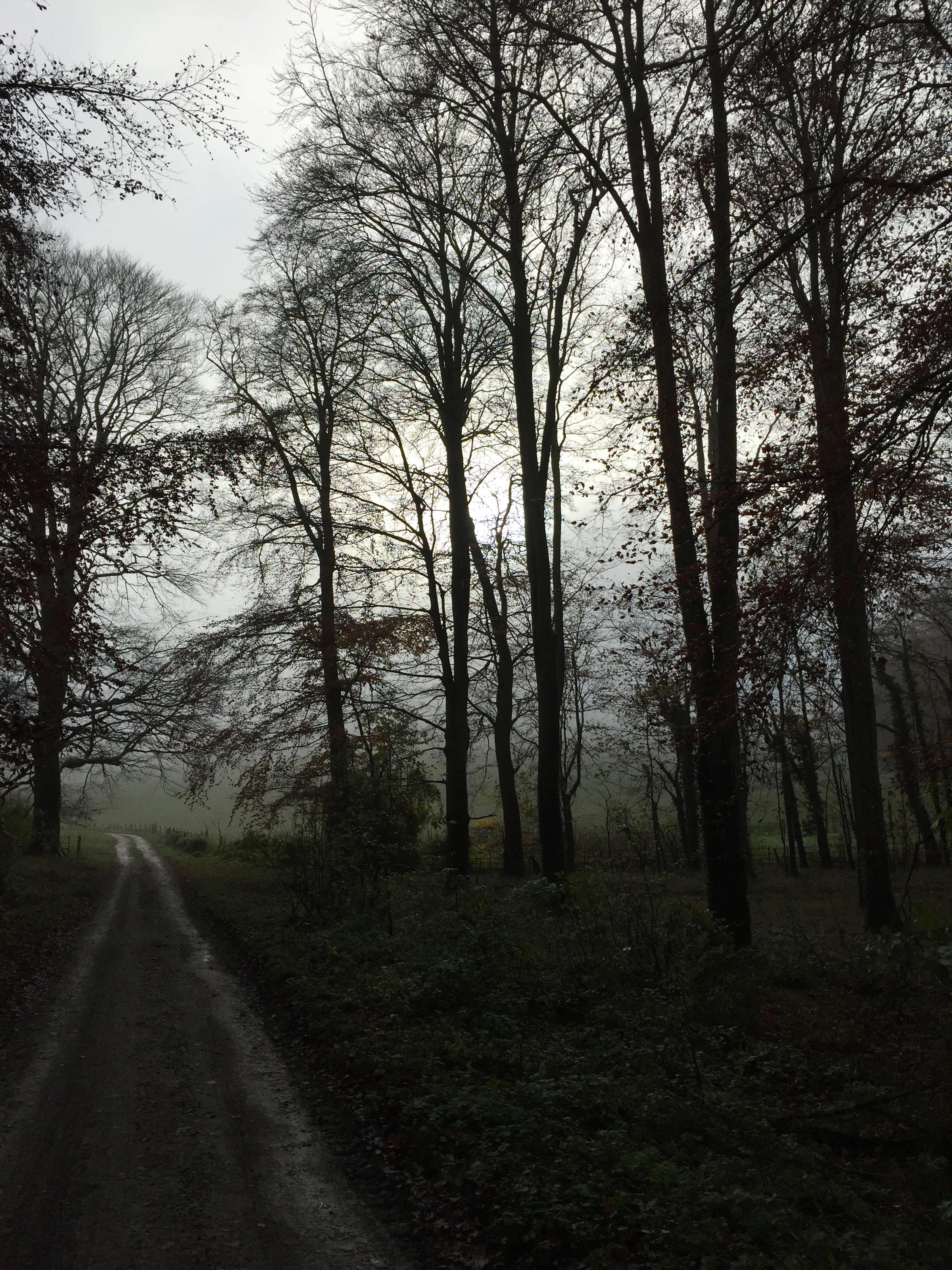 Deciduous winter trees