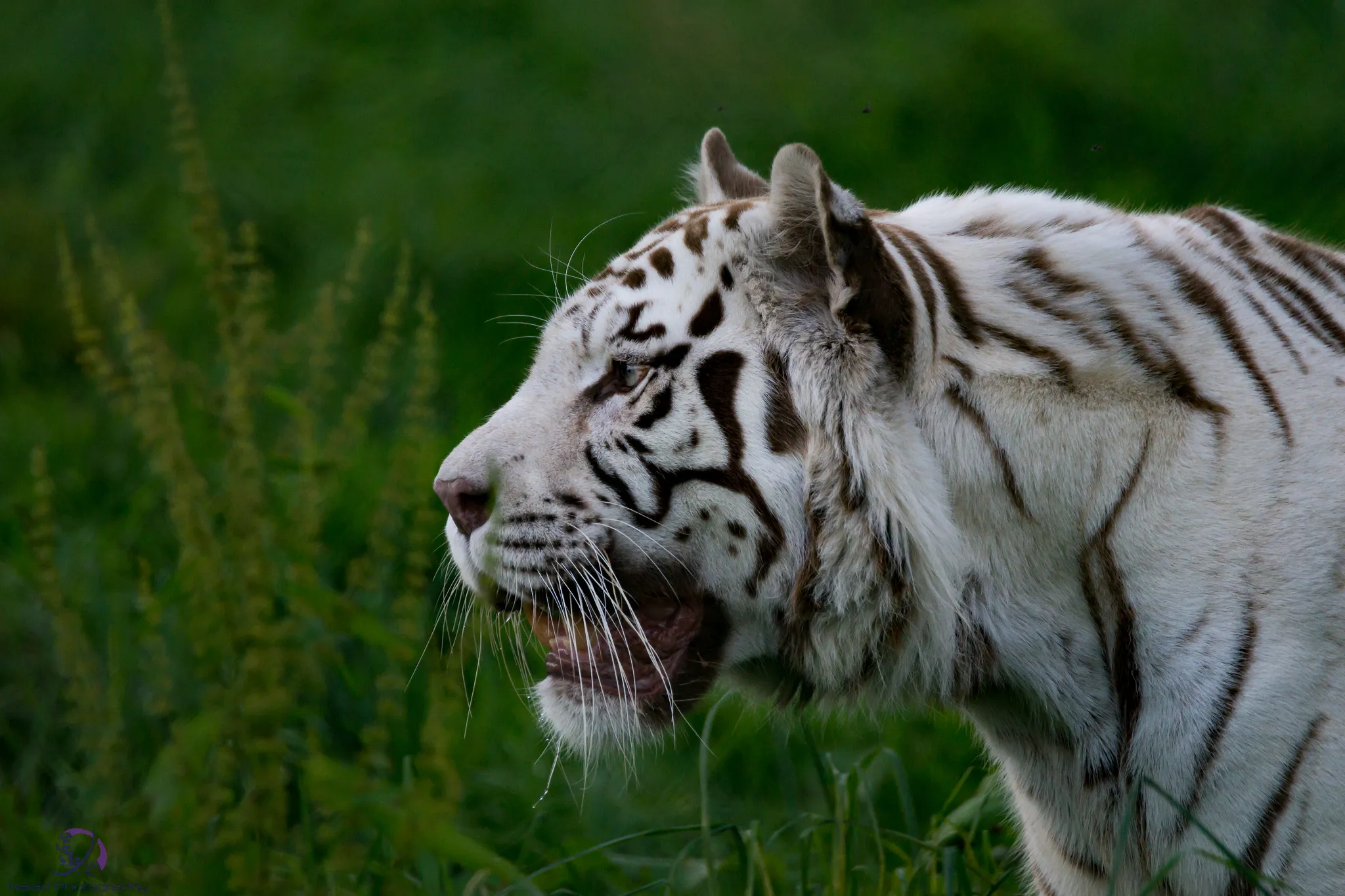 Big Cats