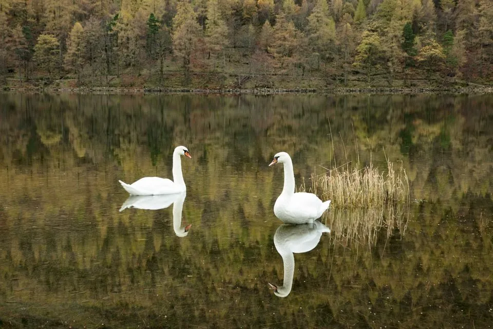 Swans