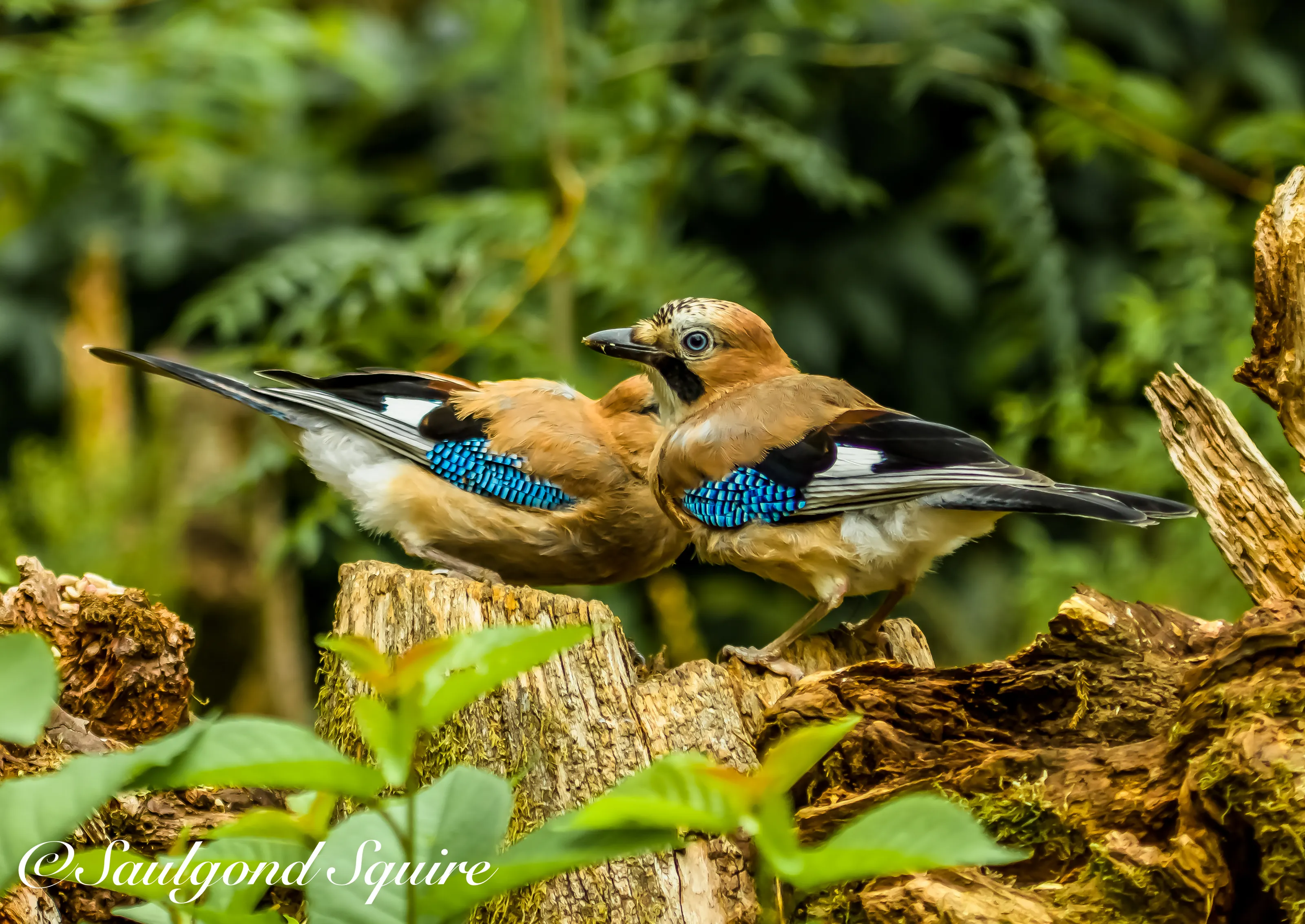 Garden Birds