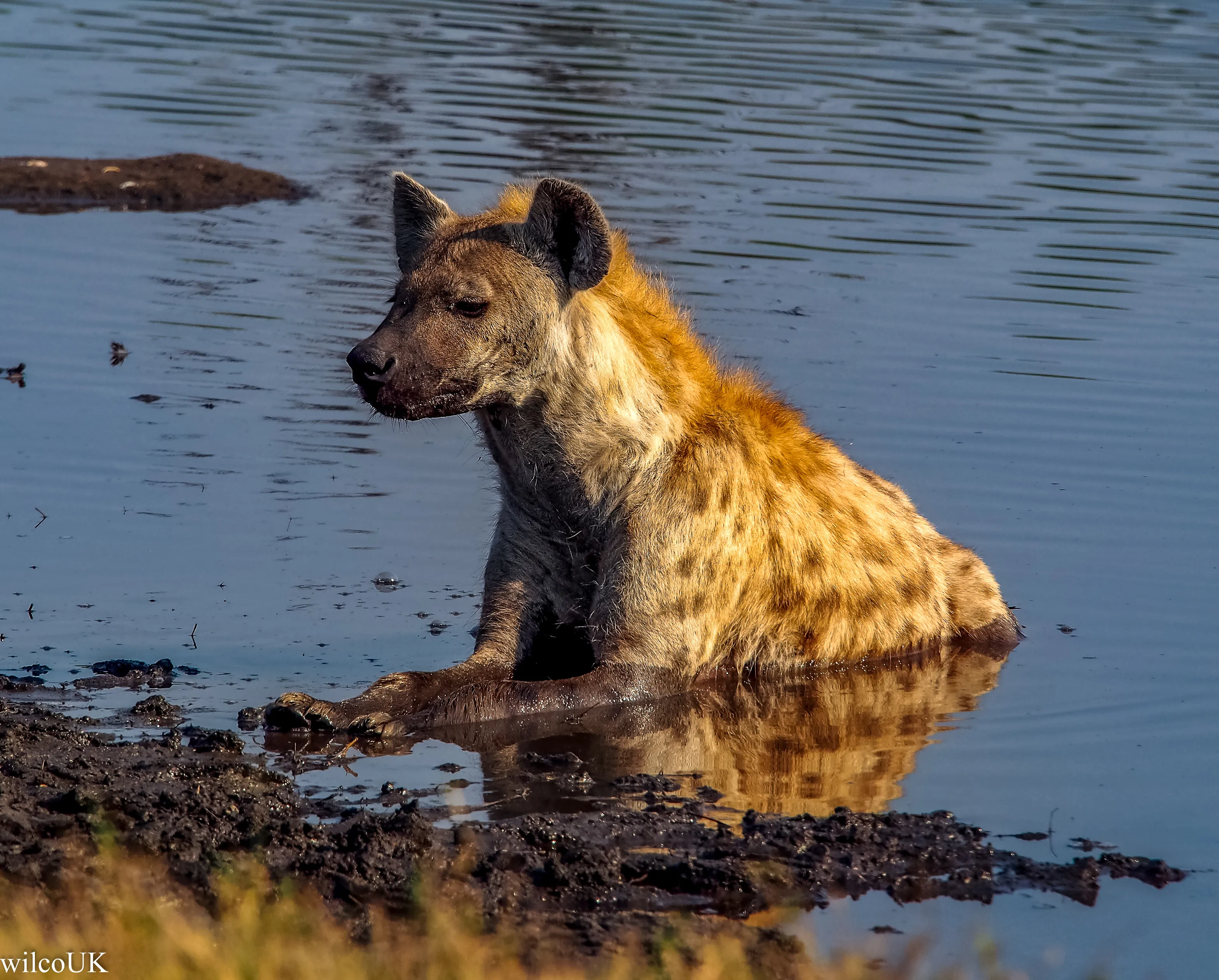 Hyena!