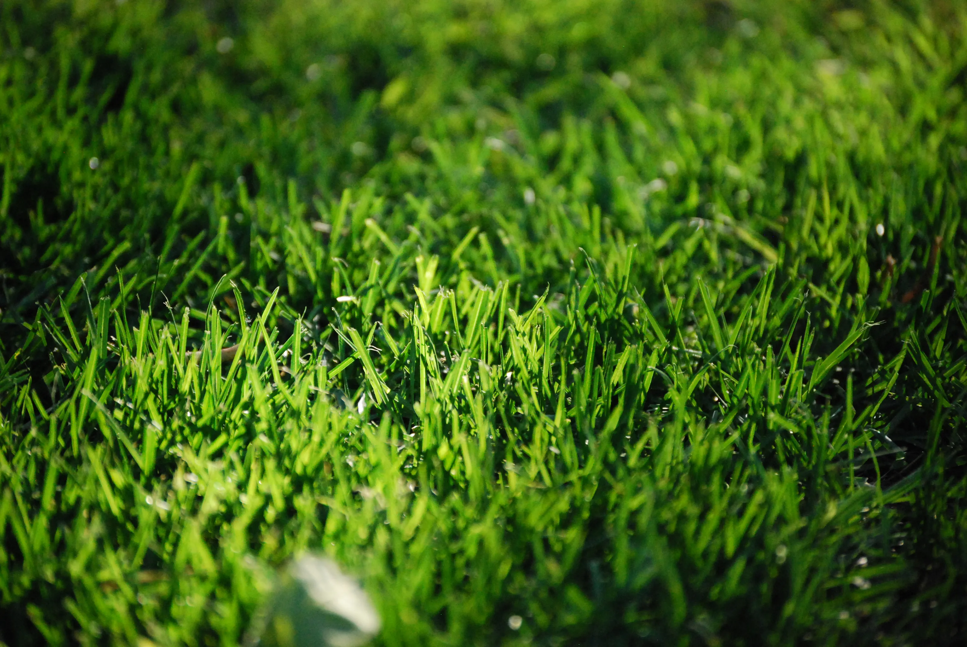 In The Grass