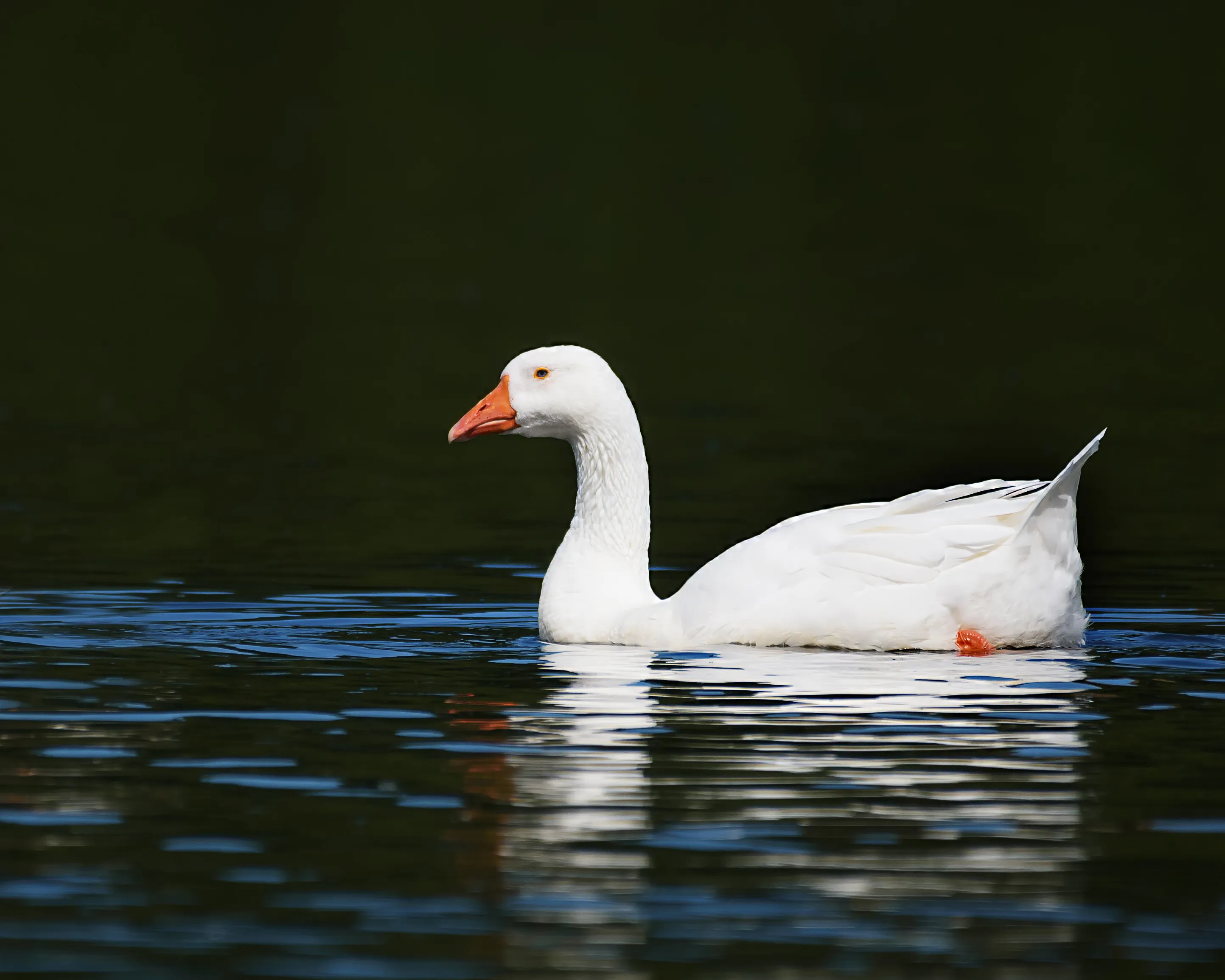 Geese
