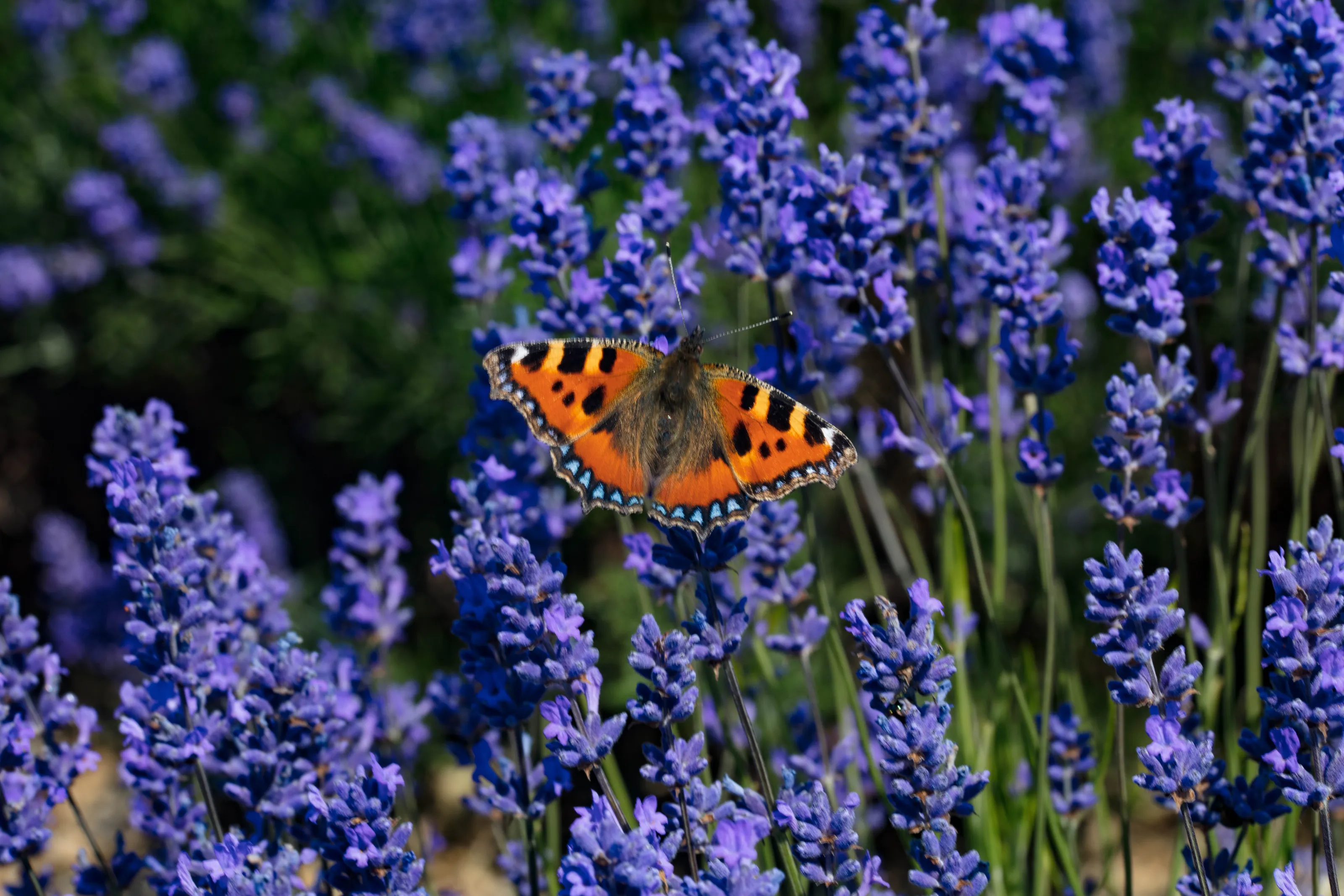 Butterflies