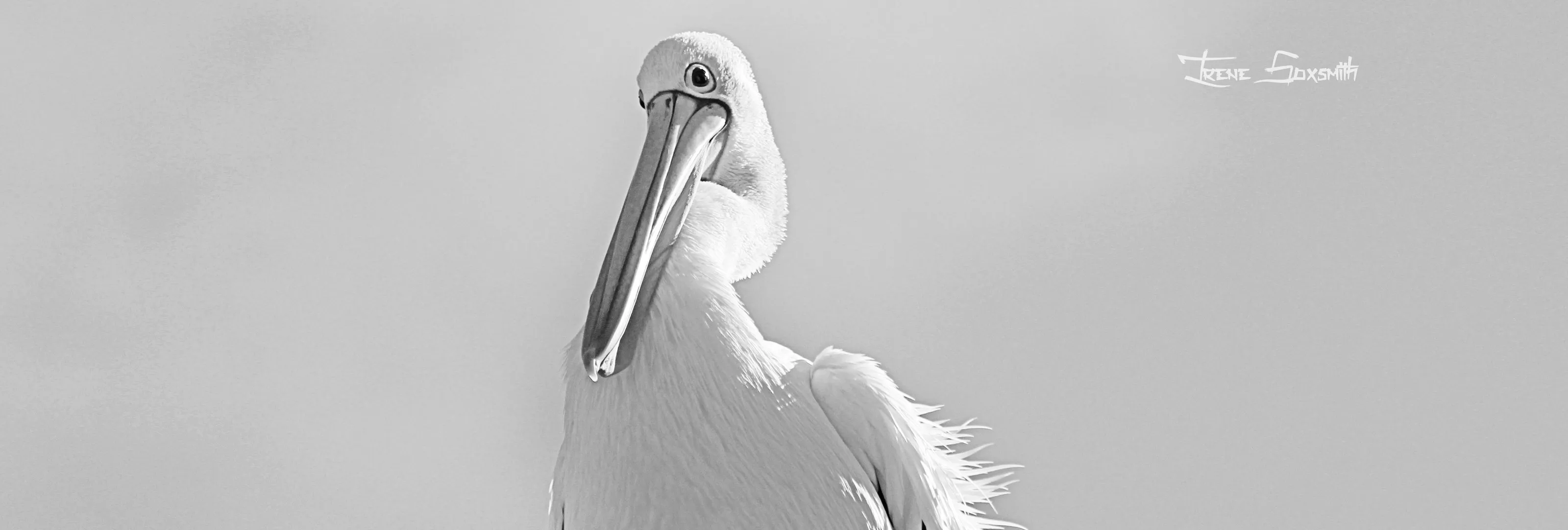 Just Pelicans