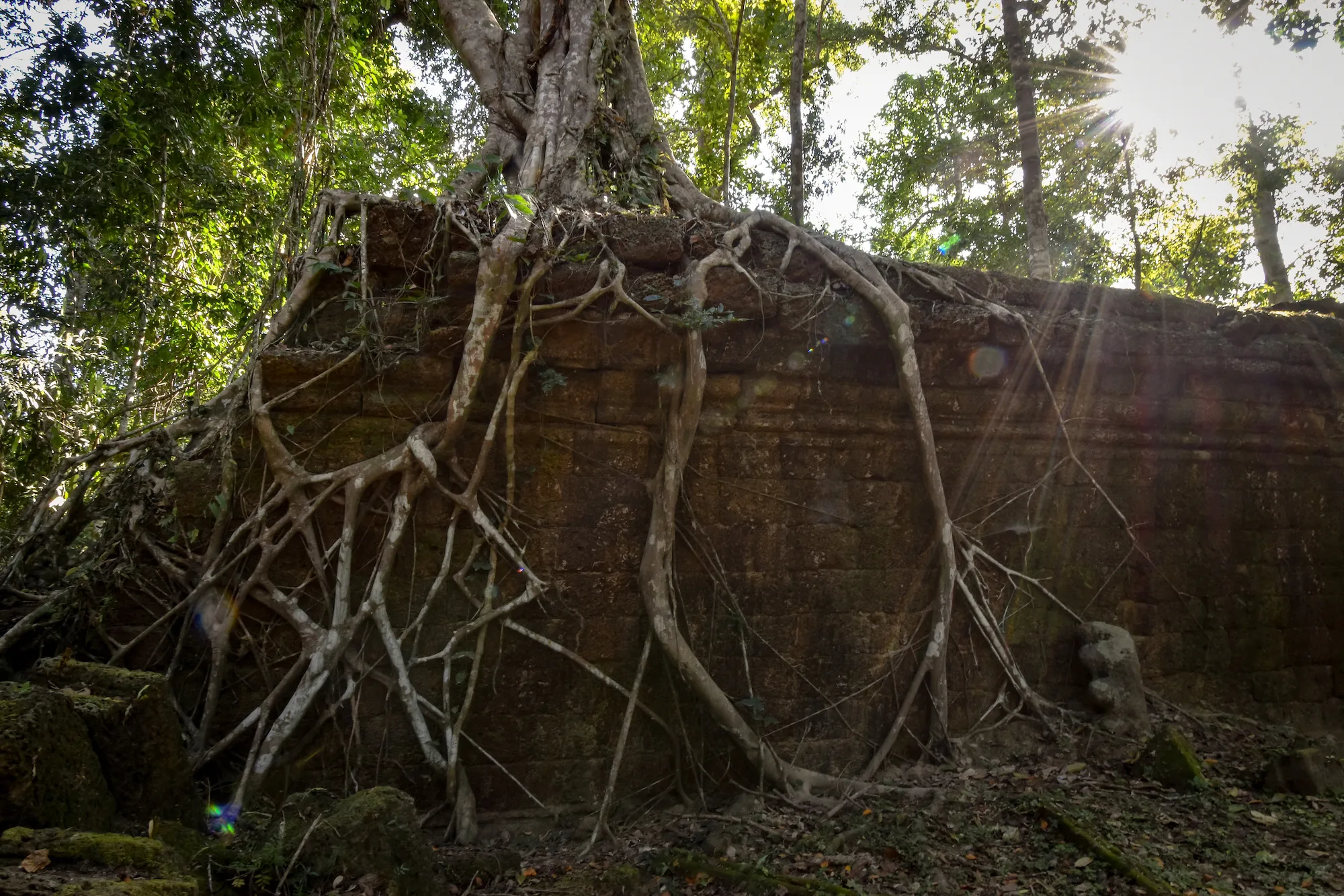 The power of Nature