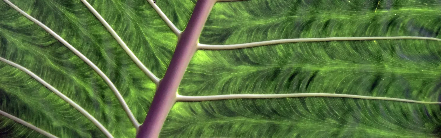 Macro plantlife