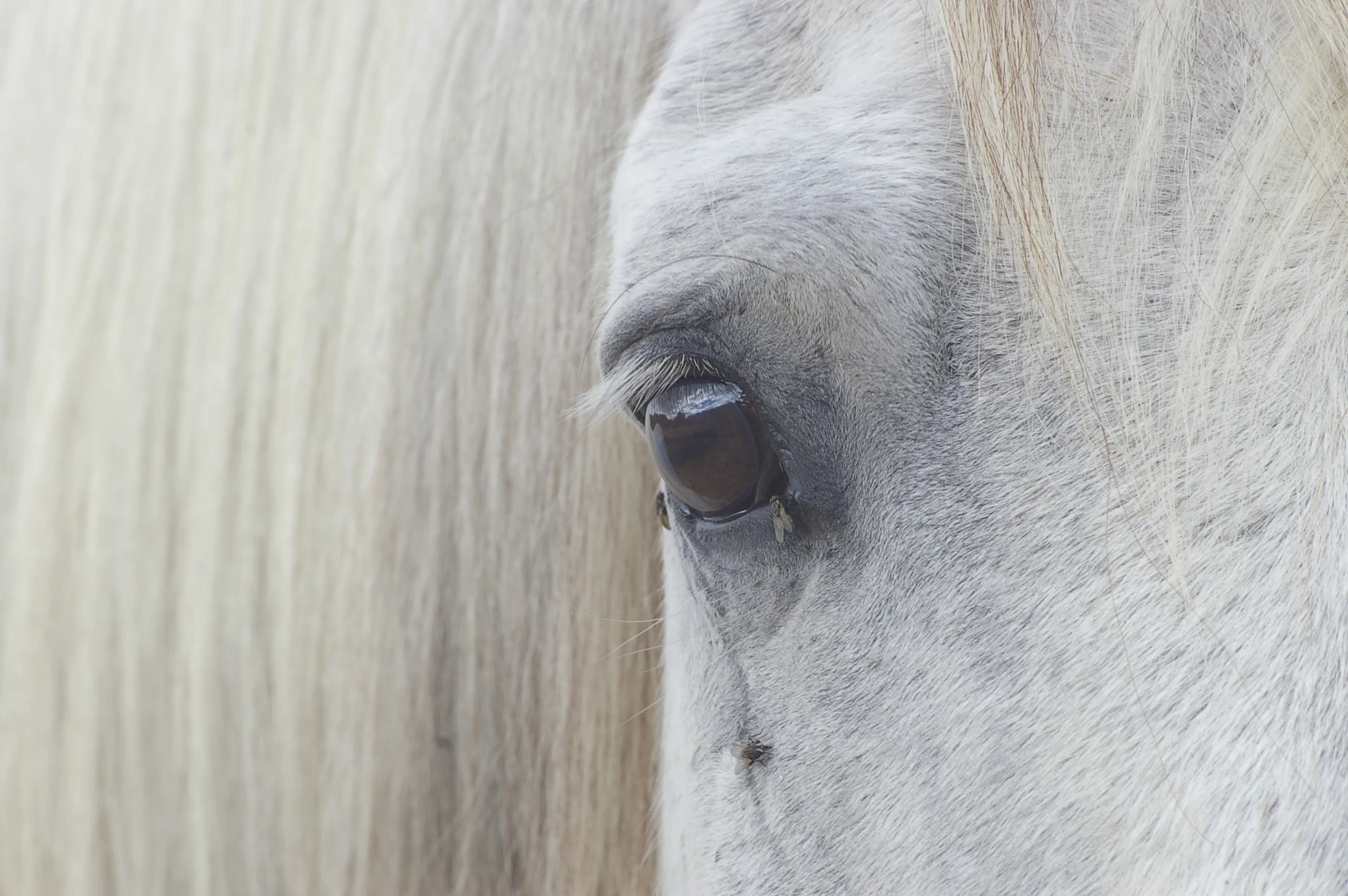 Horses