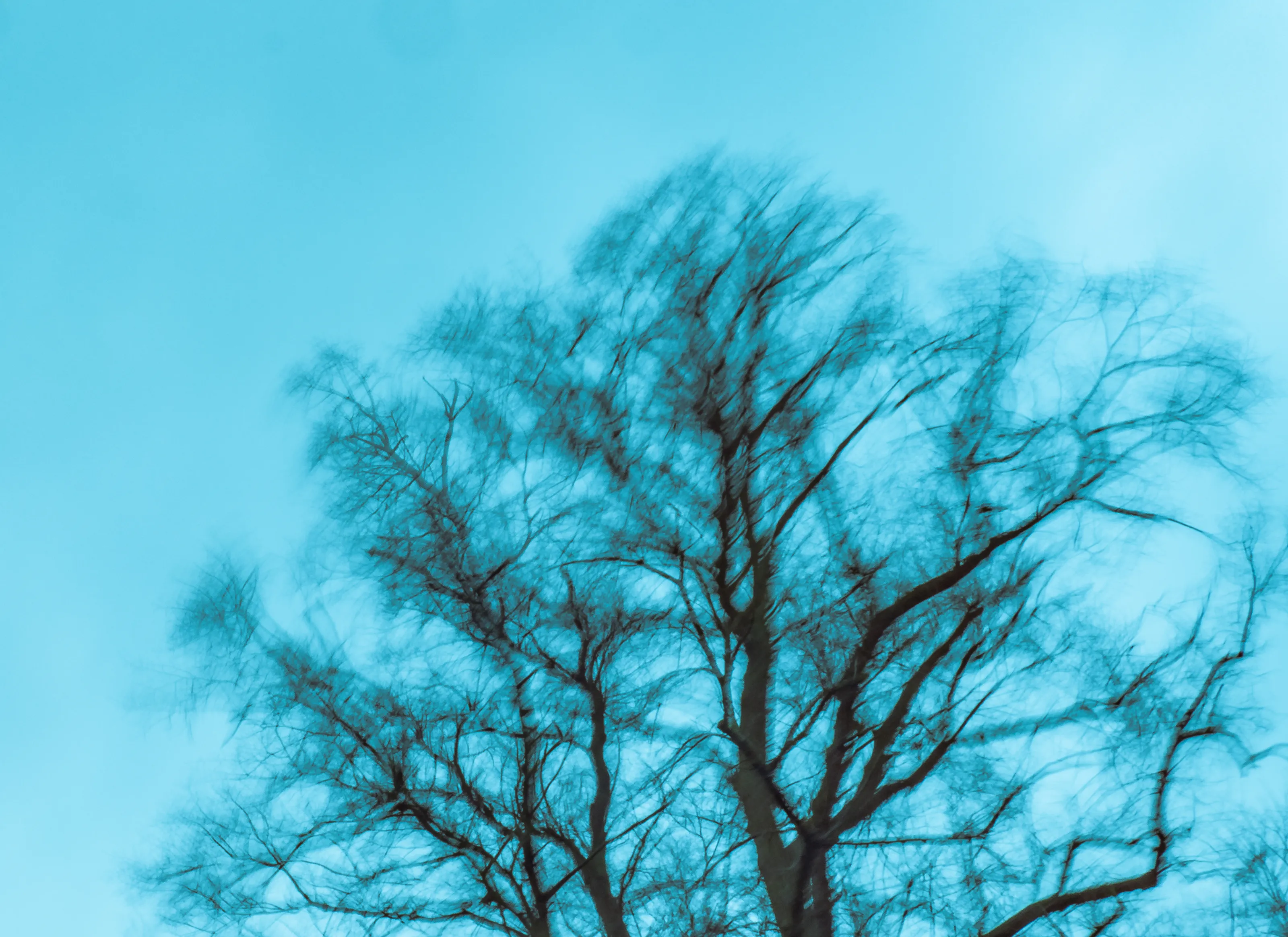 Wind in the willows.... and other trees