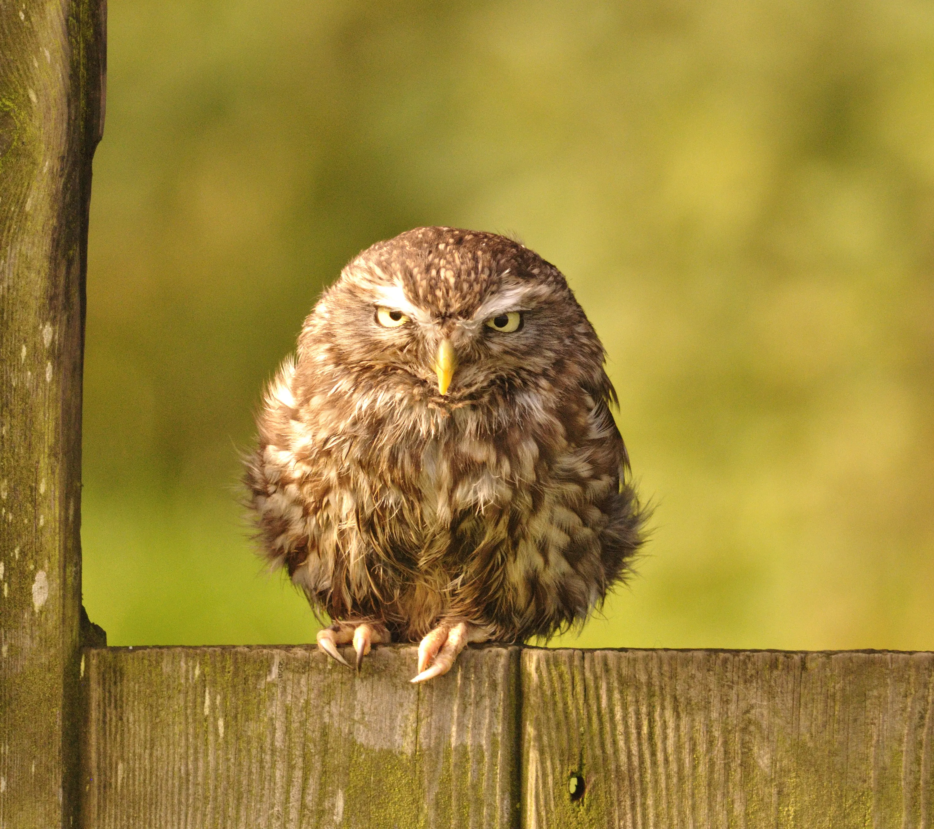 Owls