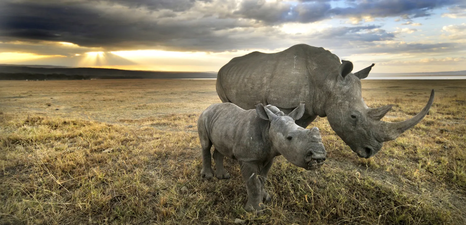 Wildlife