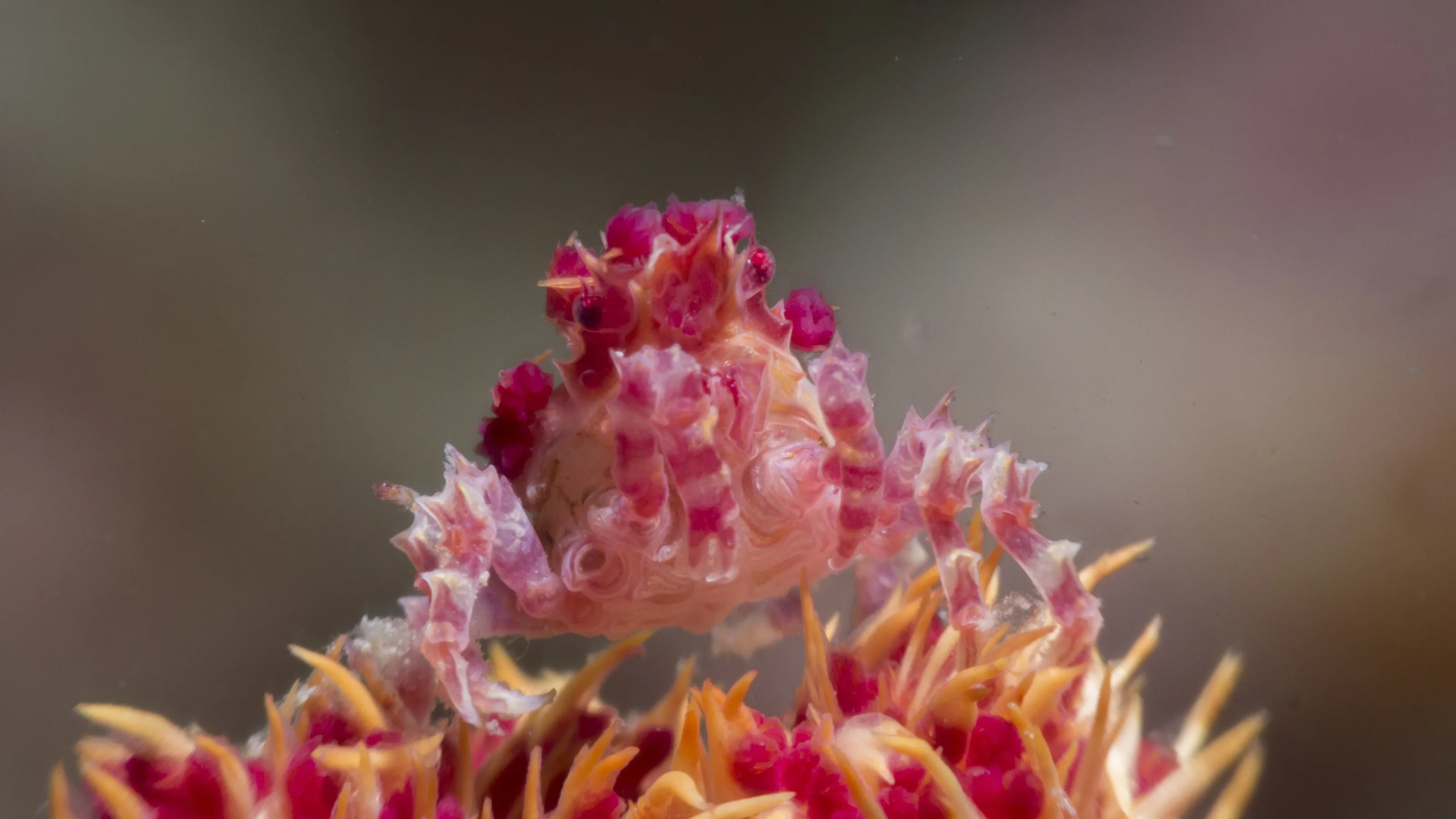 Real underwater macro