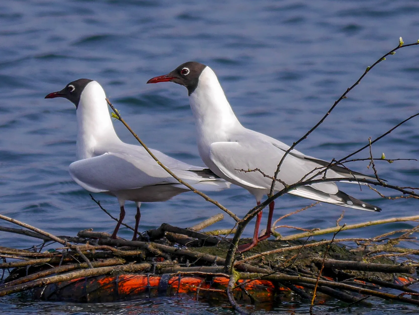Seabirds