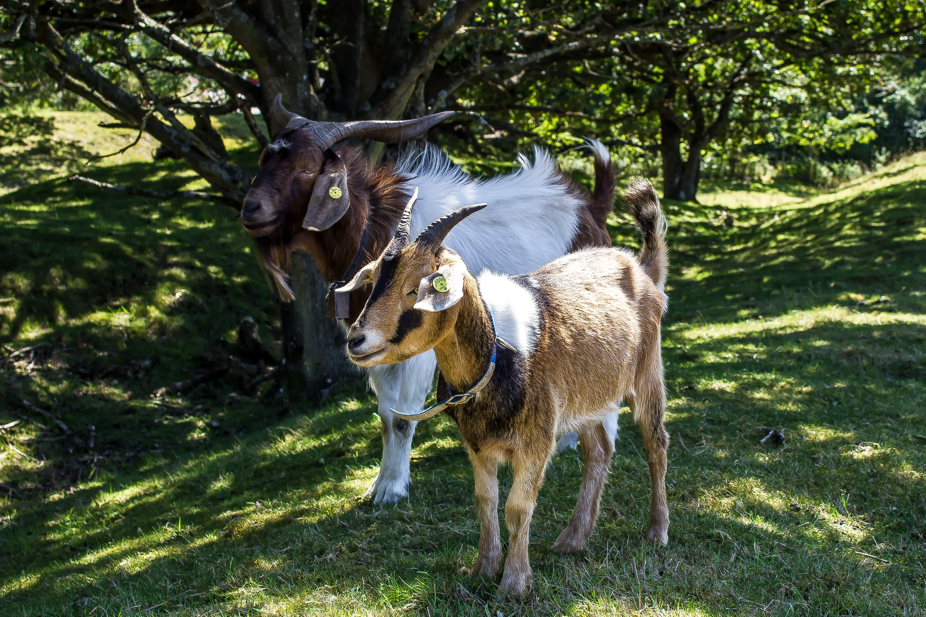 Goats