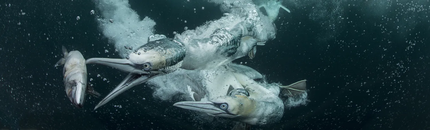 Life underwater
