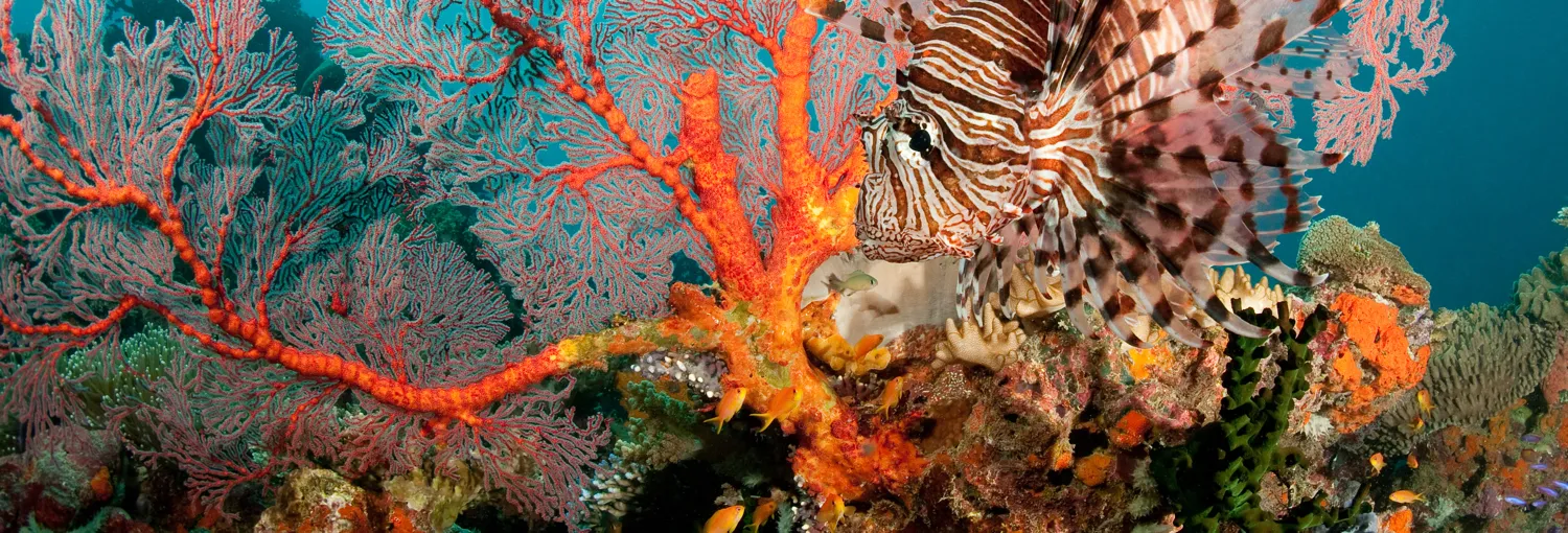 Life underwater