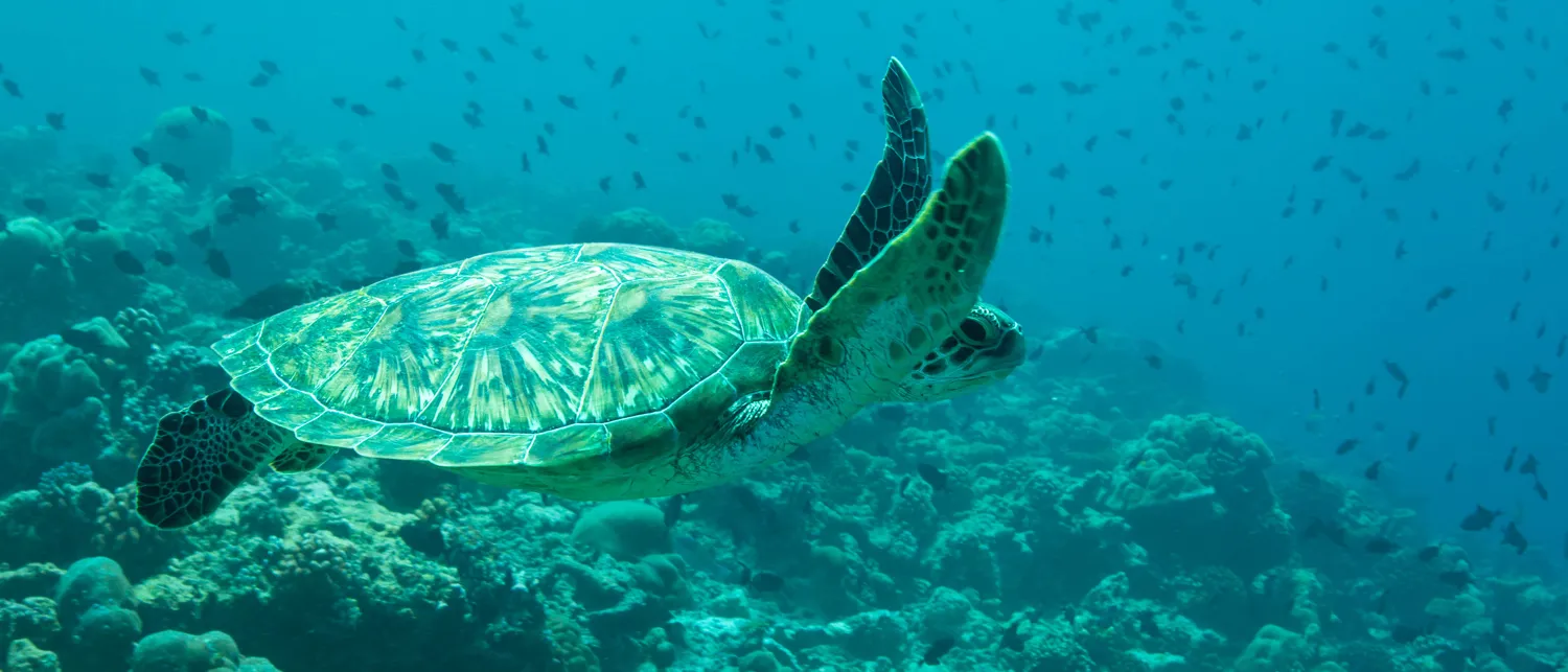 Life underwater