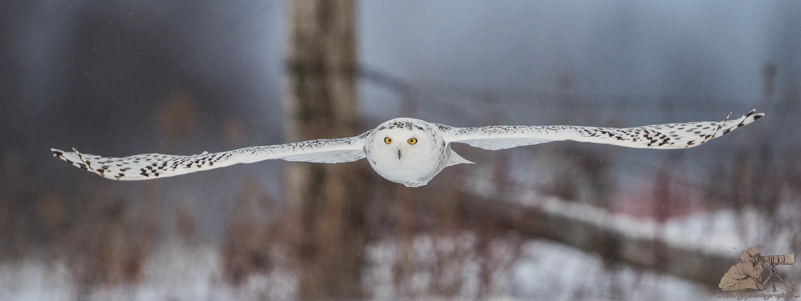 White Owls