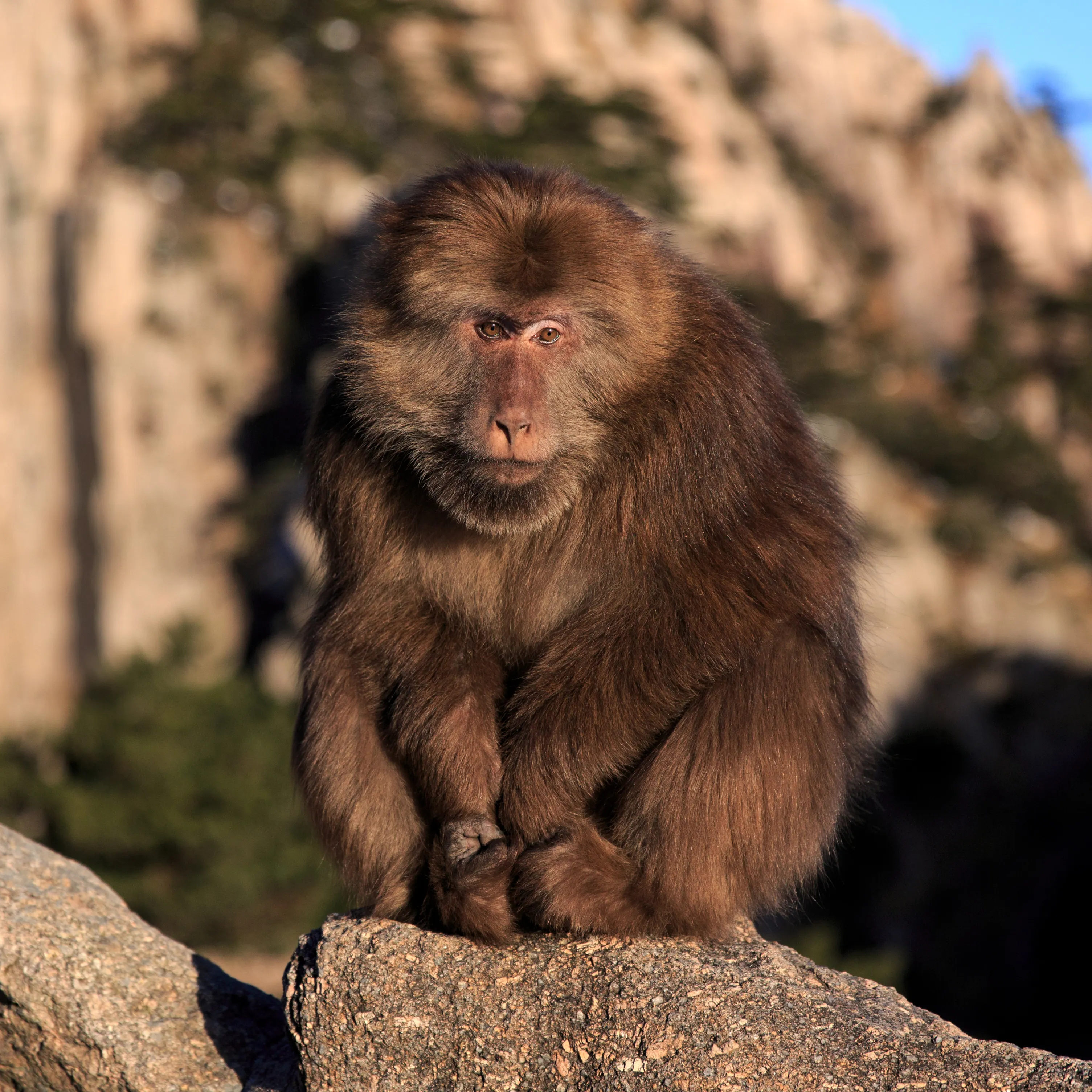 Monkeys