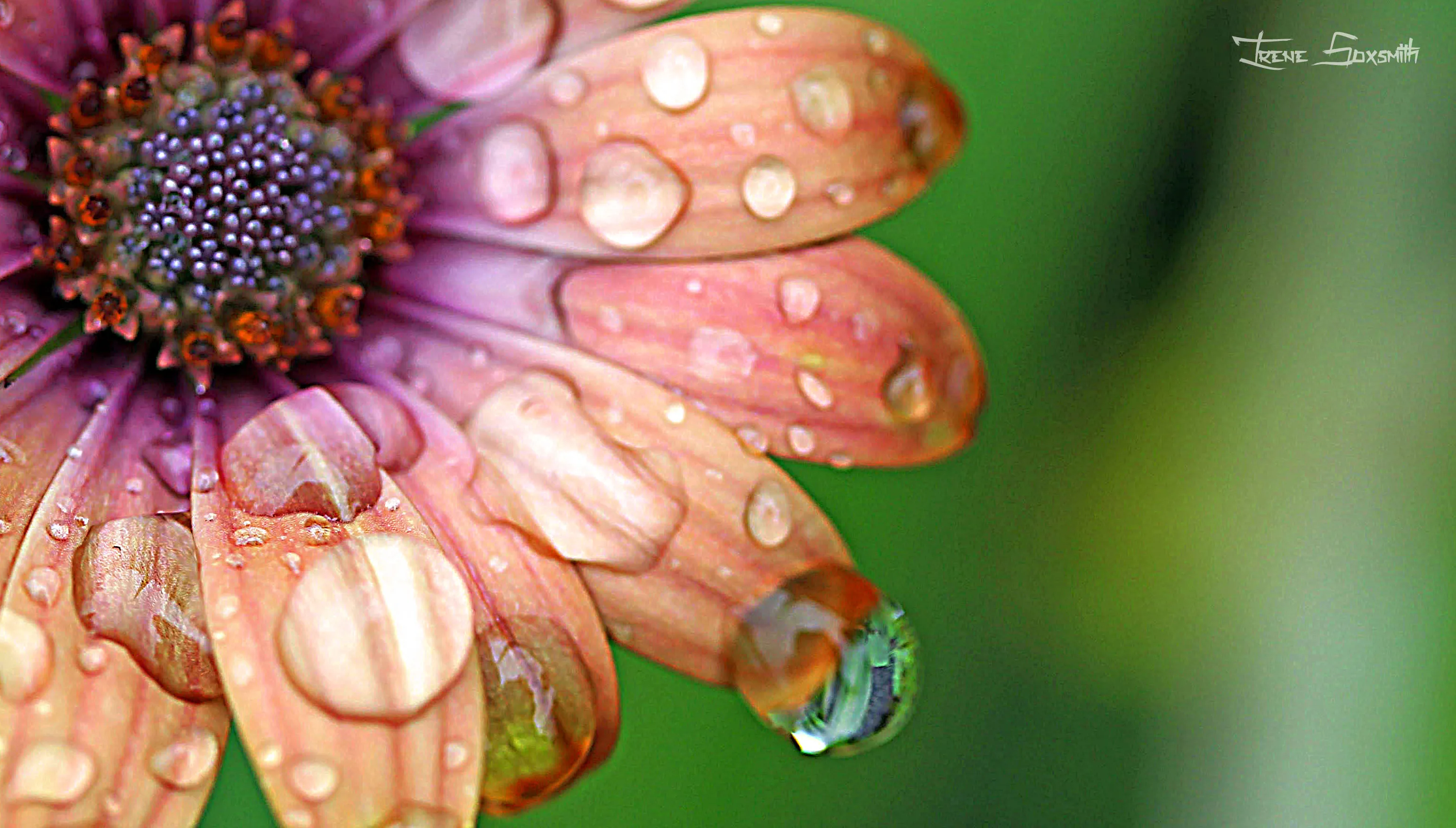 Macro Flower
