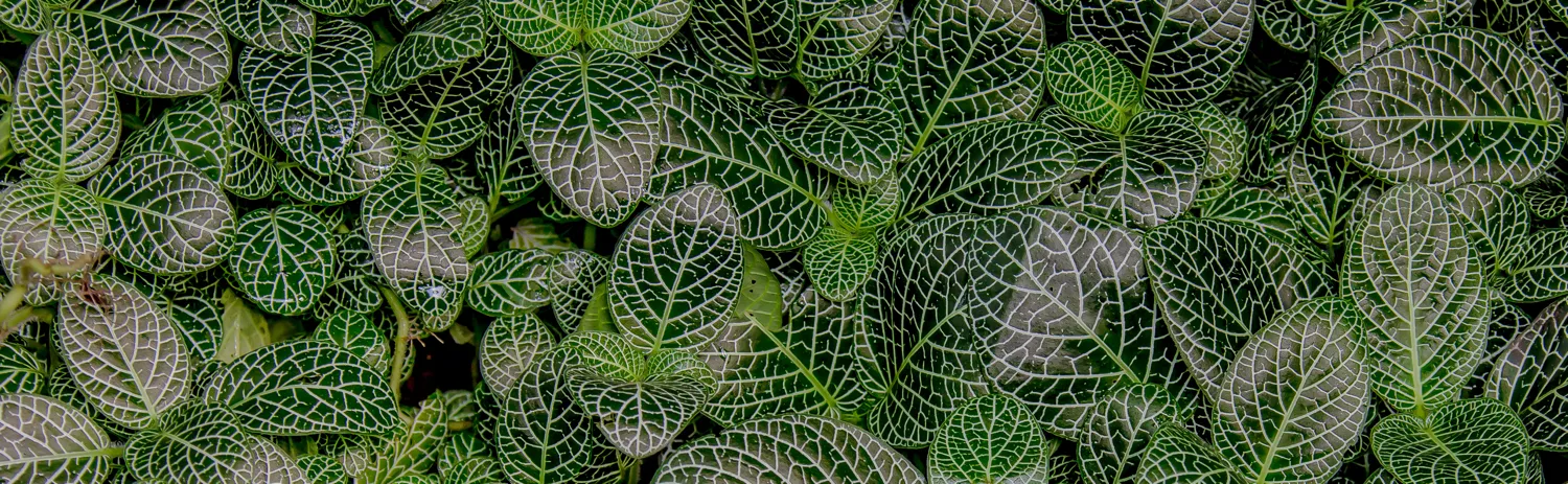 Textures and patterns