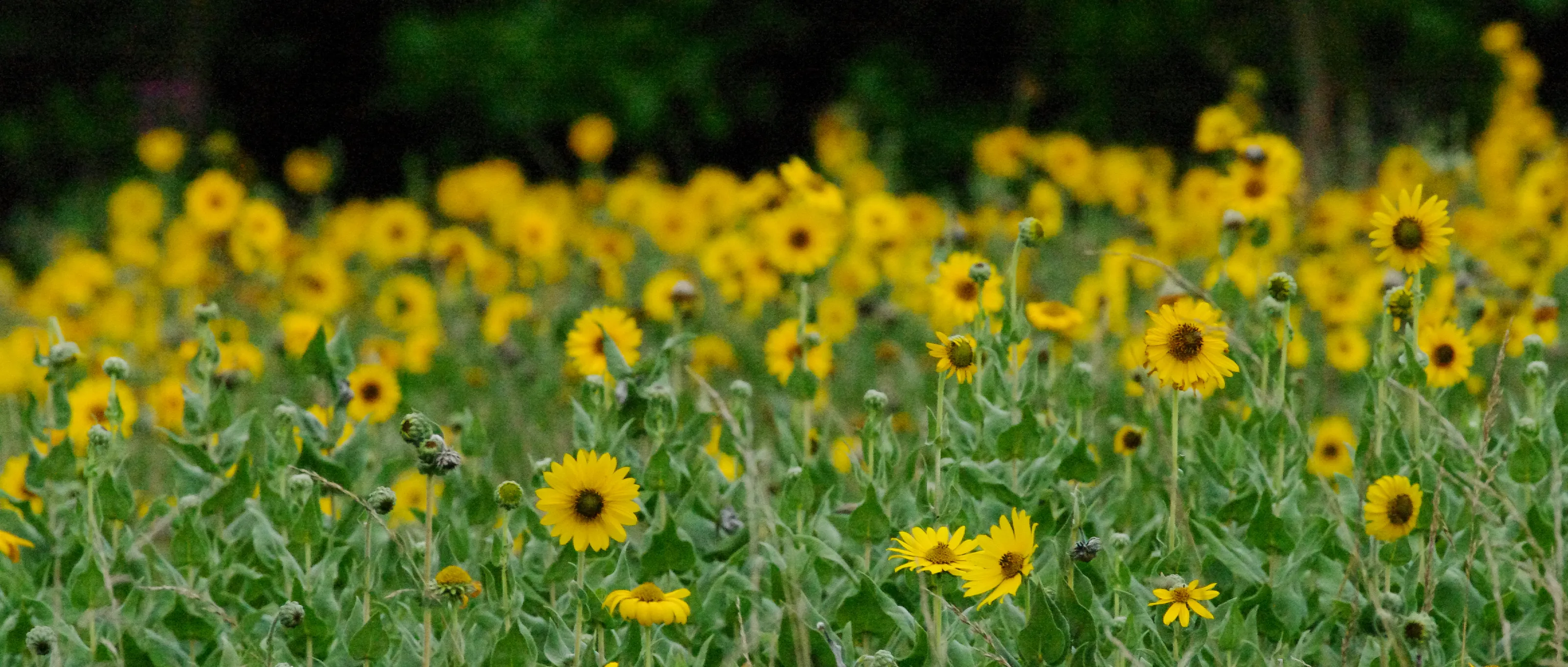 Brighten the Day with Sunflowers