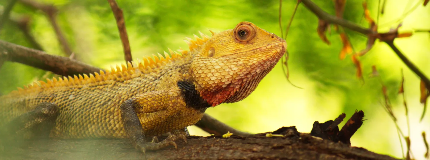 Lizards