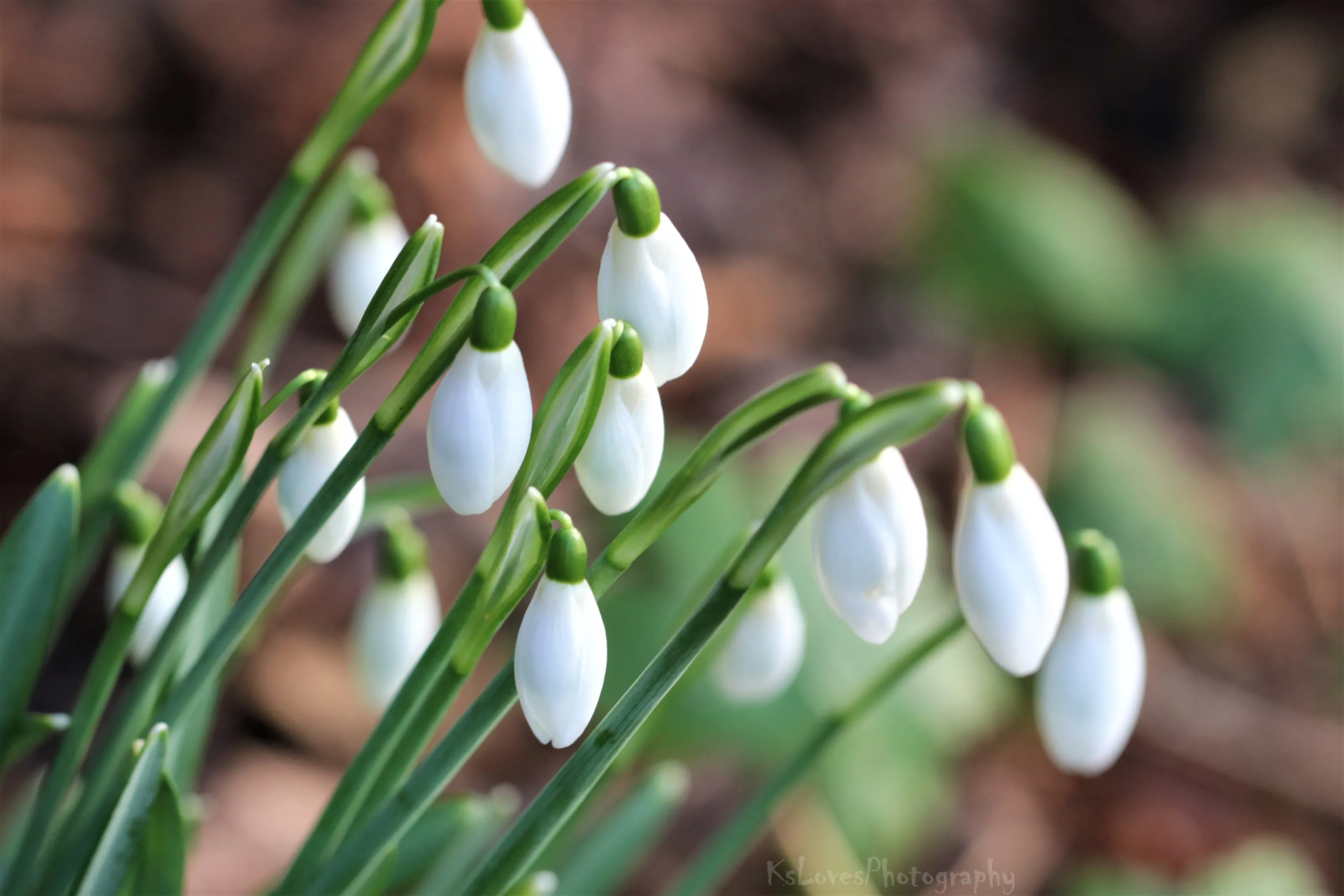 Signs of Spring