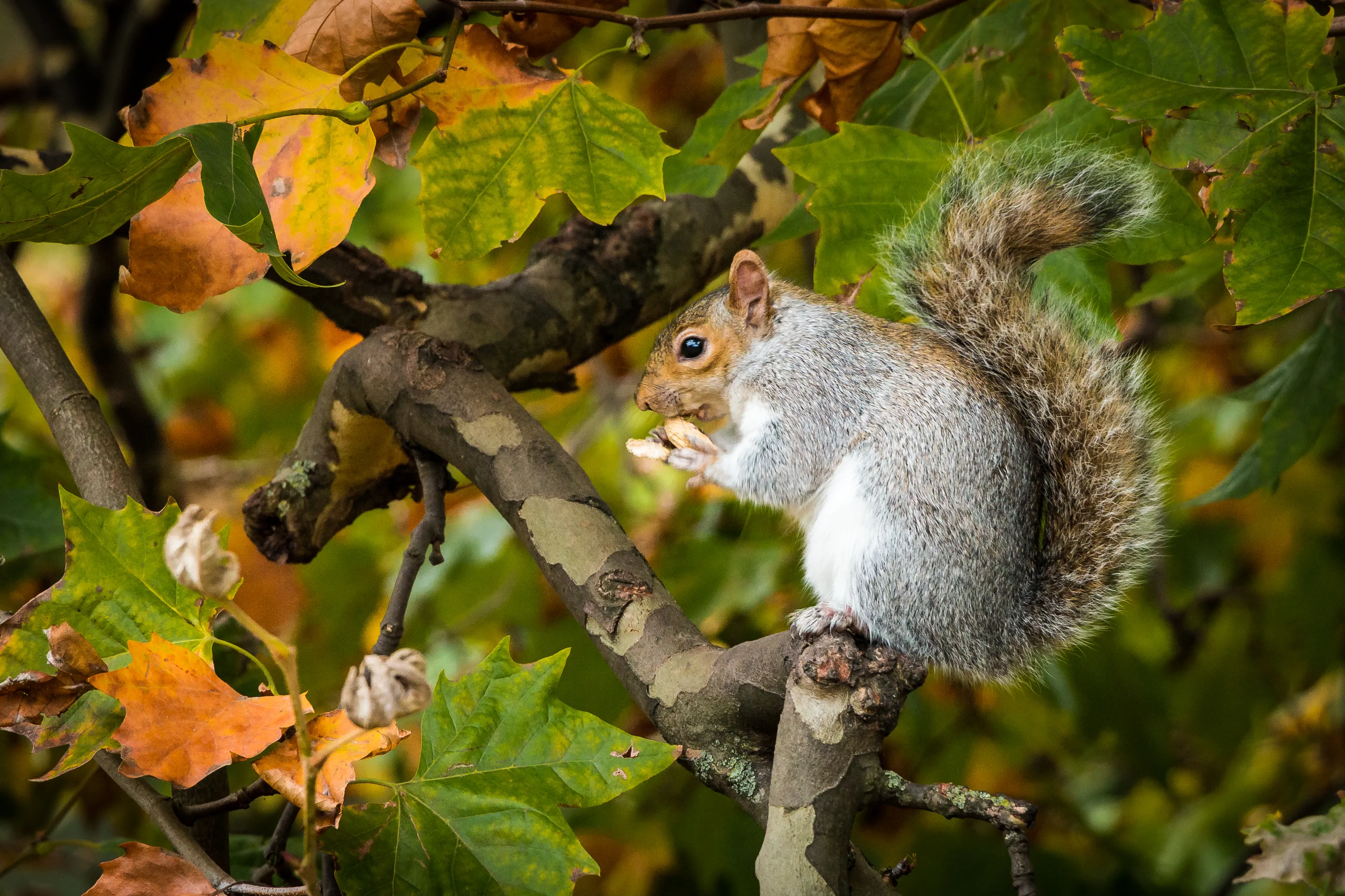 Squirrels