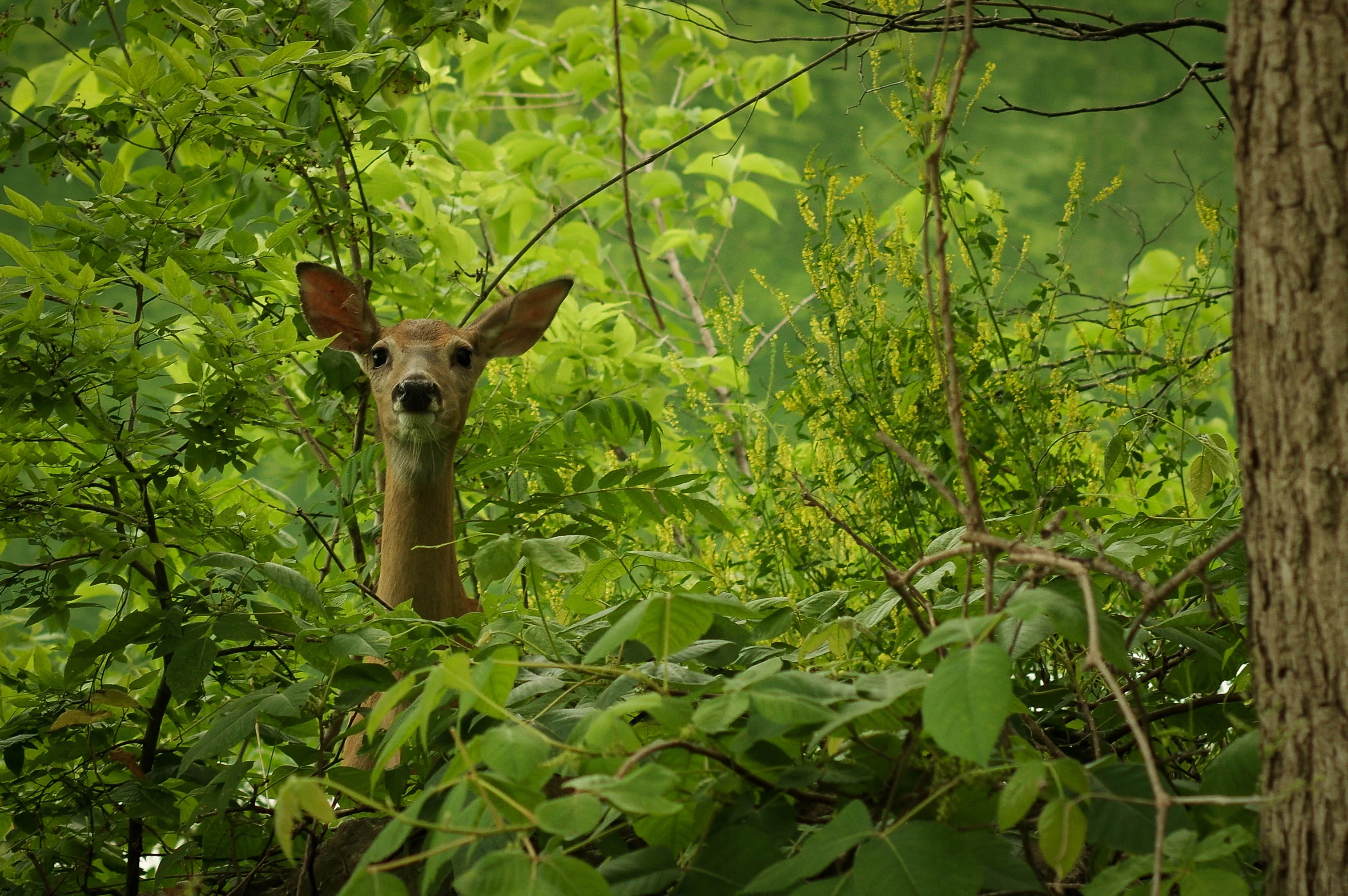 Whitetail Deer
