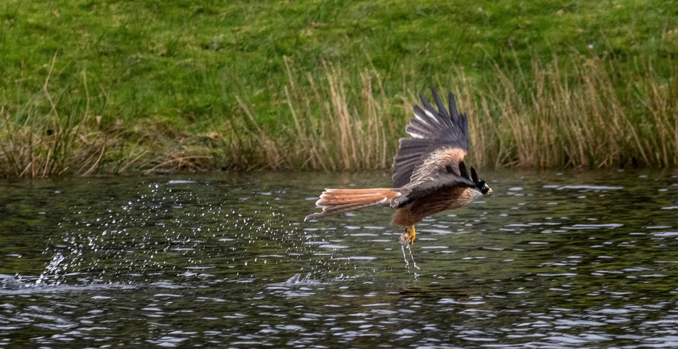Wild Birds and Water