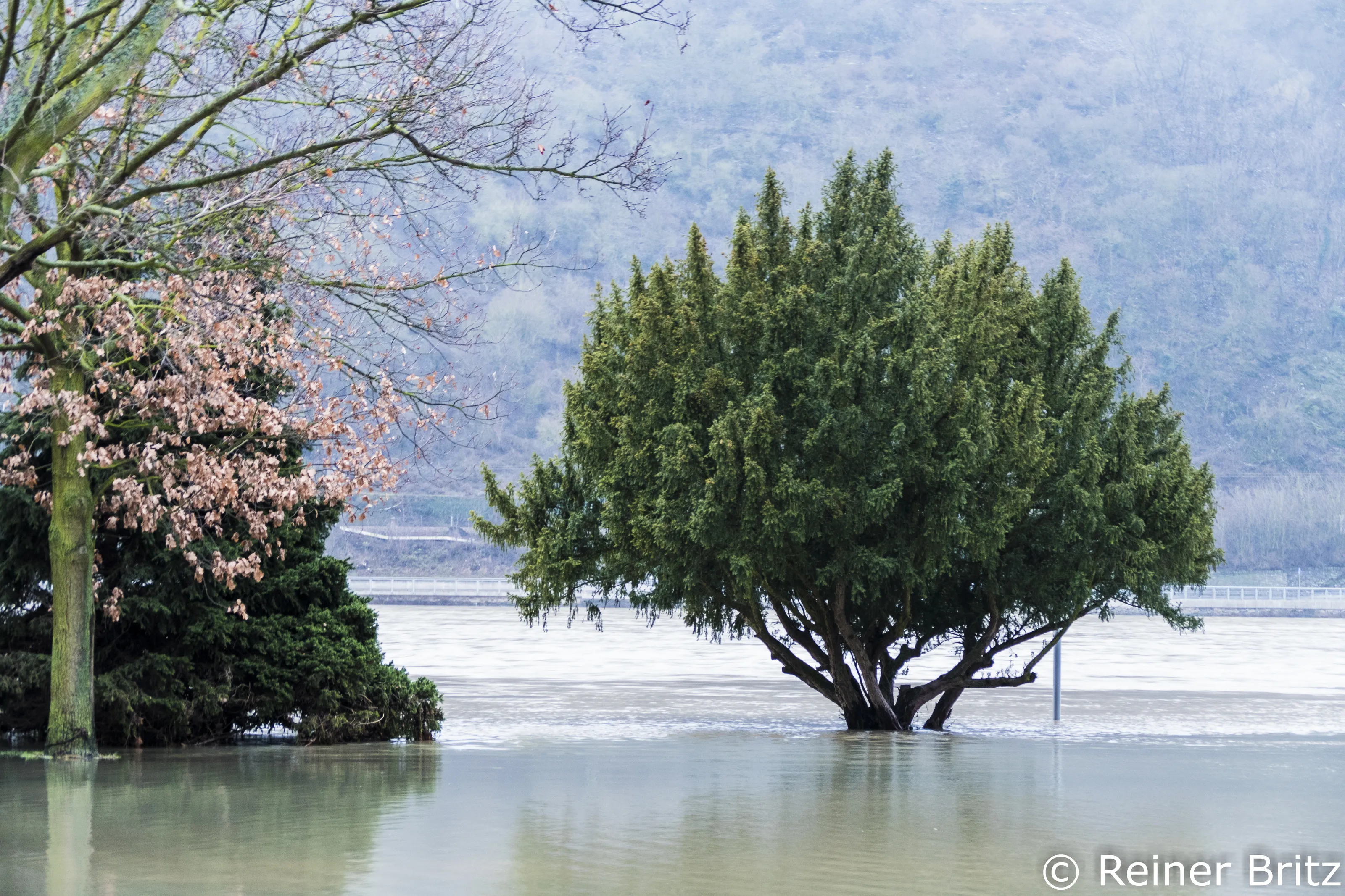 Trees in water