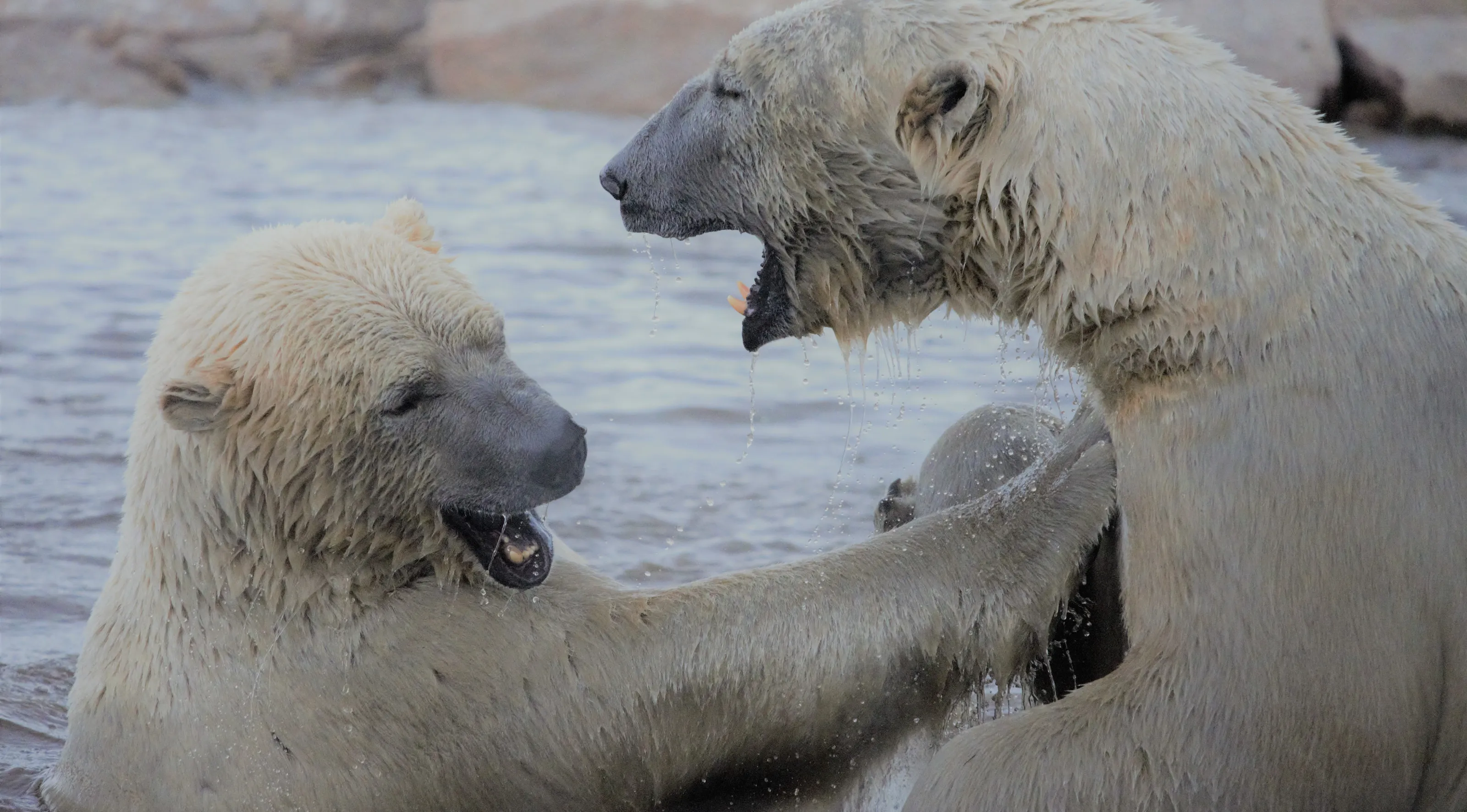 Polar Bears