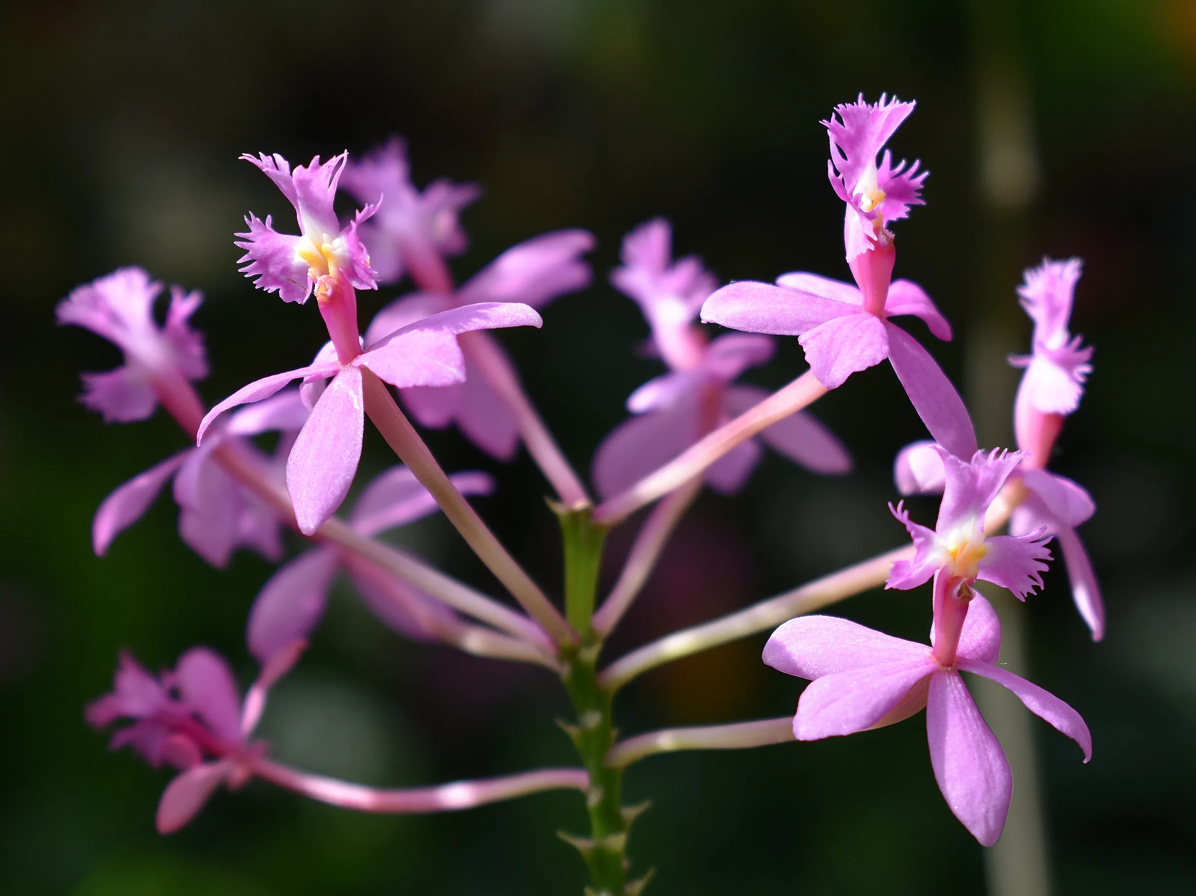 Beautiful Flowers