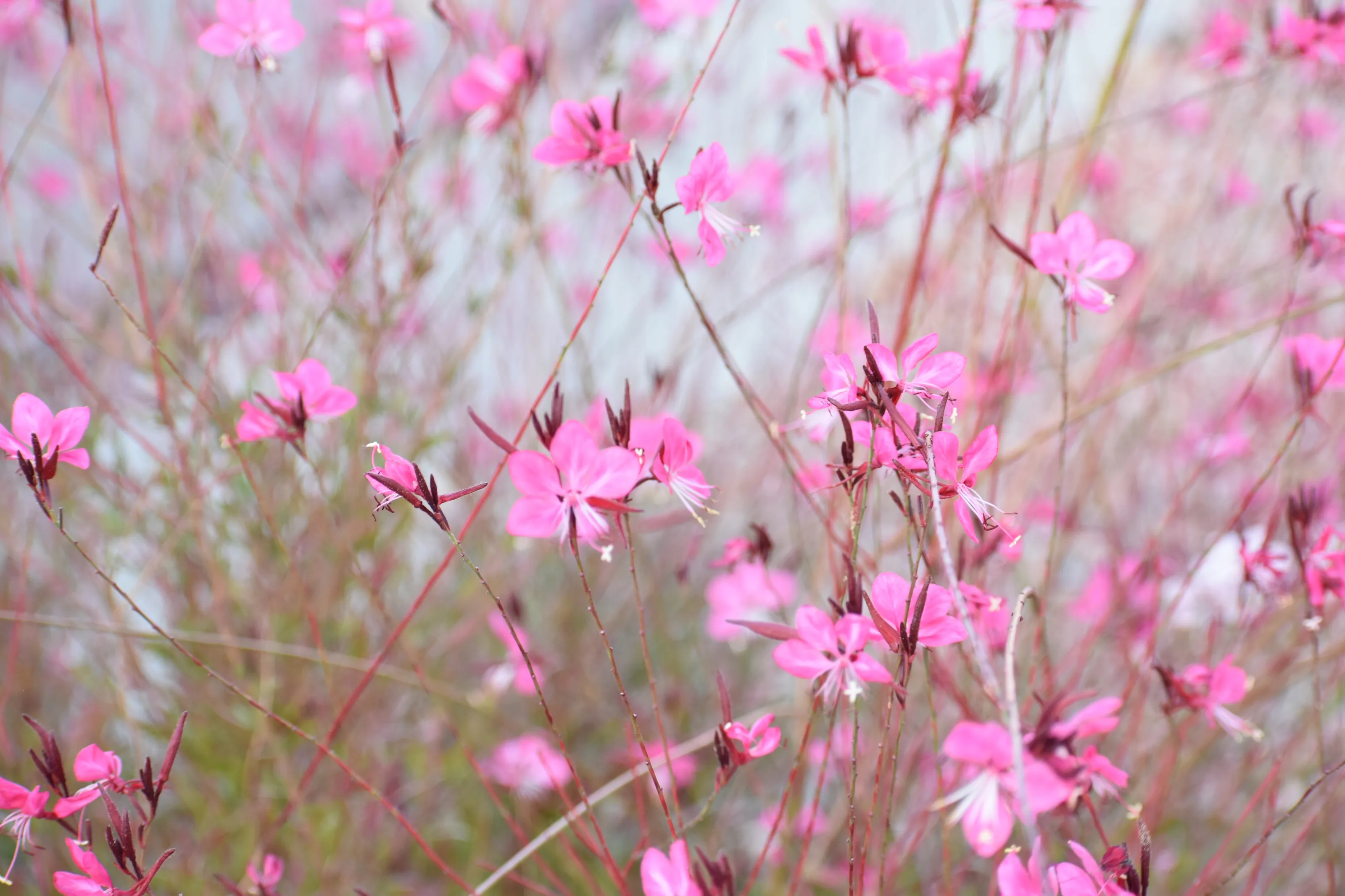 Wild Flowers