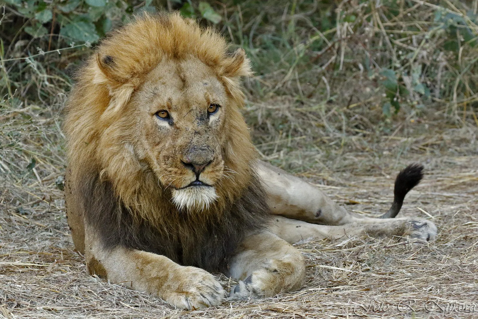 African animals in their natural habitat