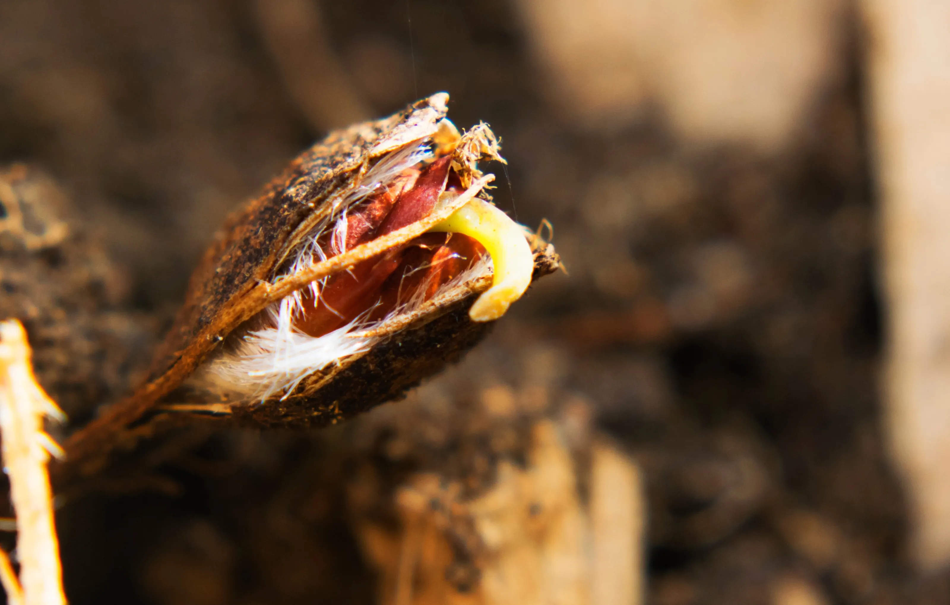 Macro