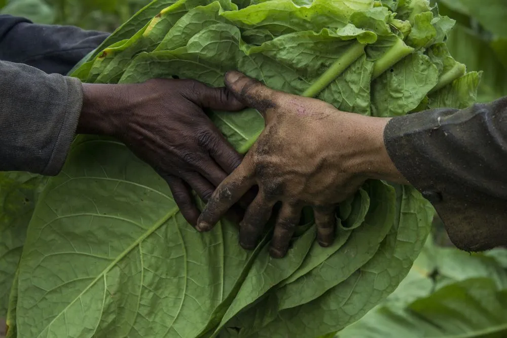 The history of tobacco