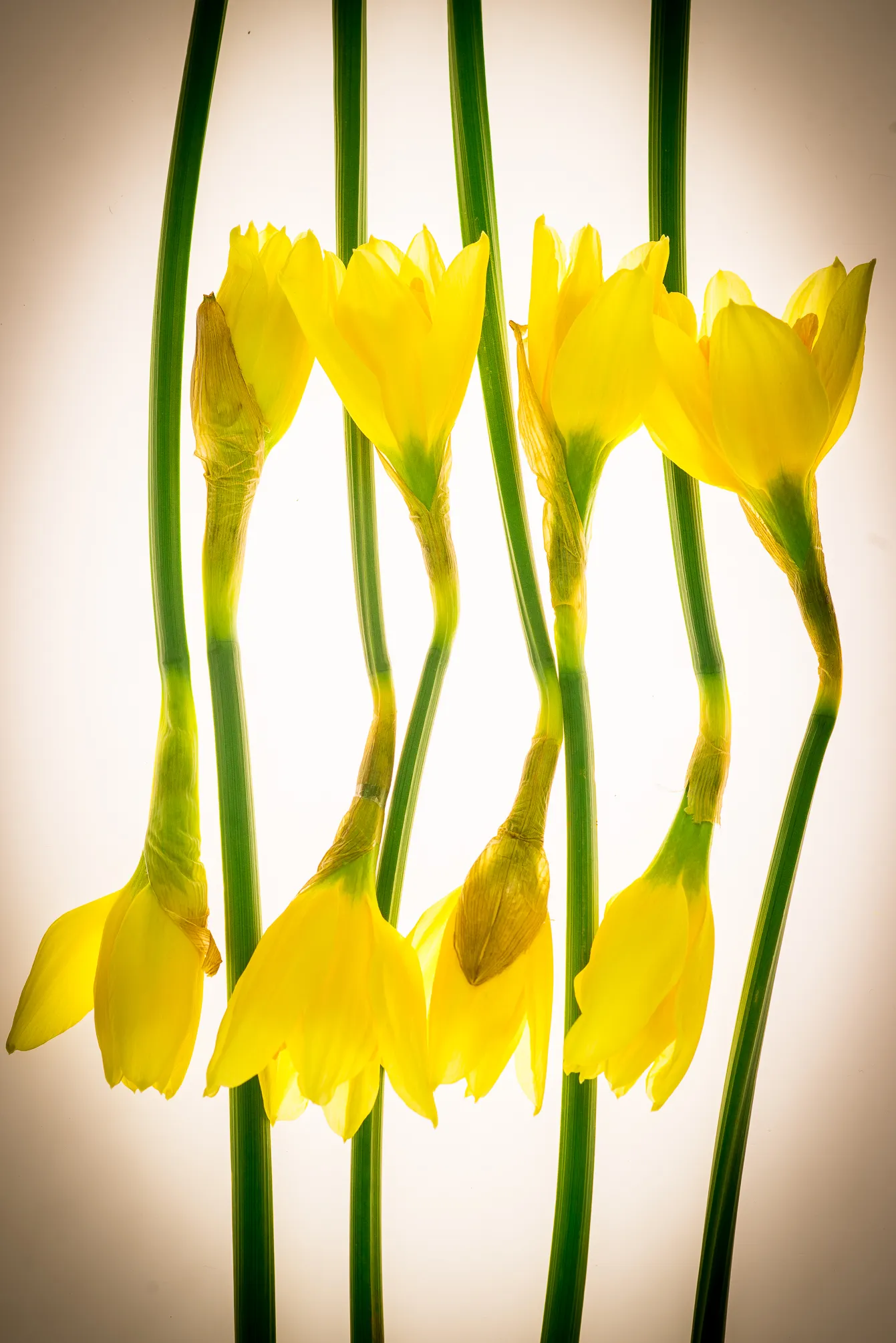 Daffodil