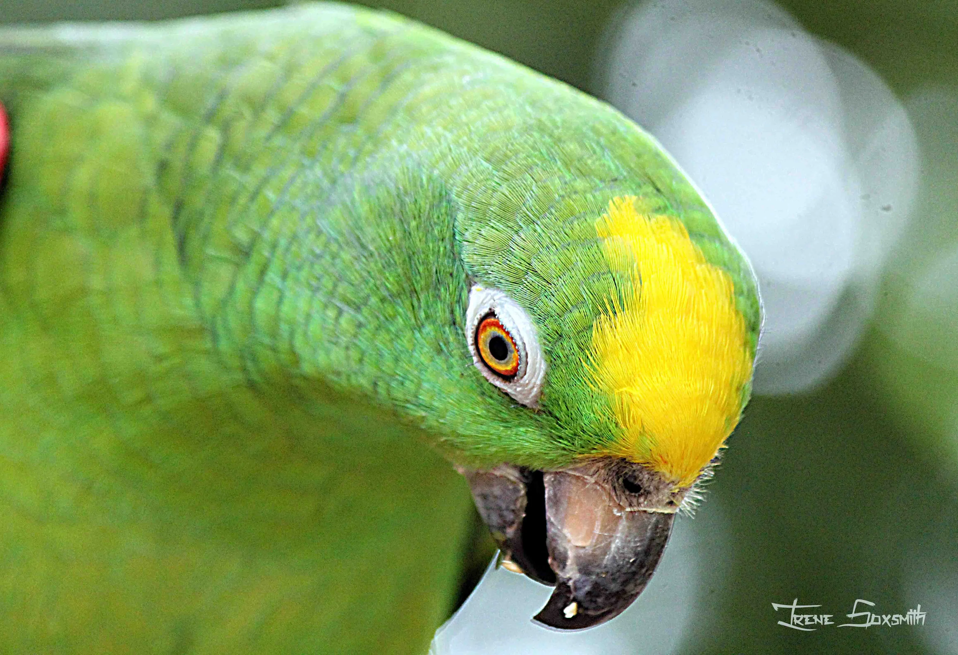 The Colour Green