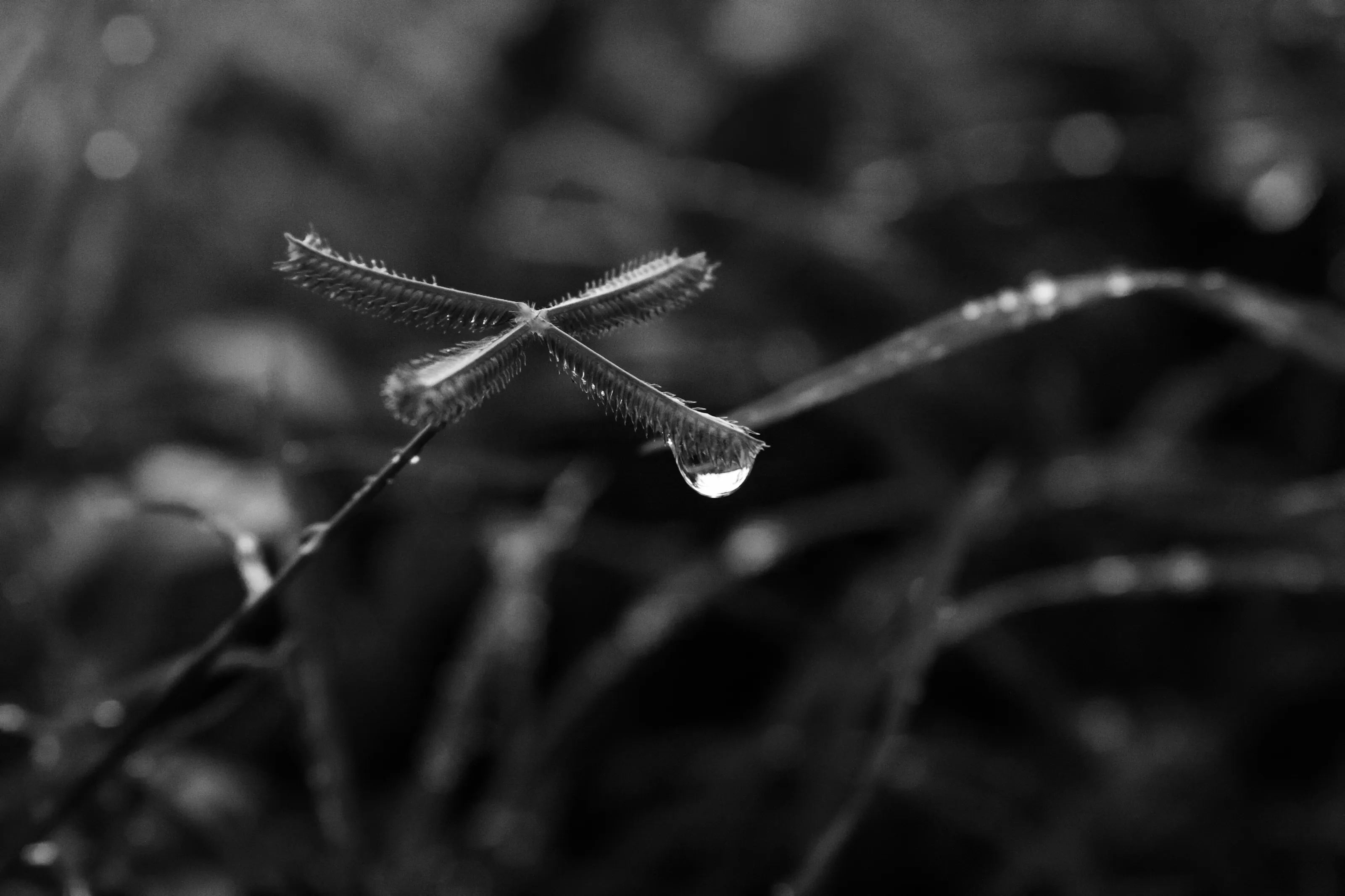 Raindrops