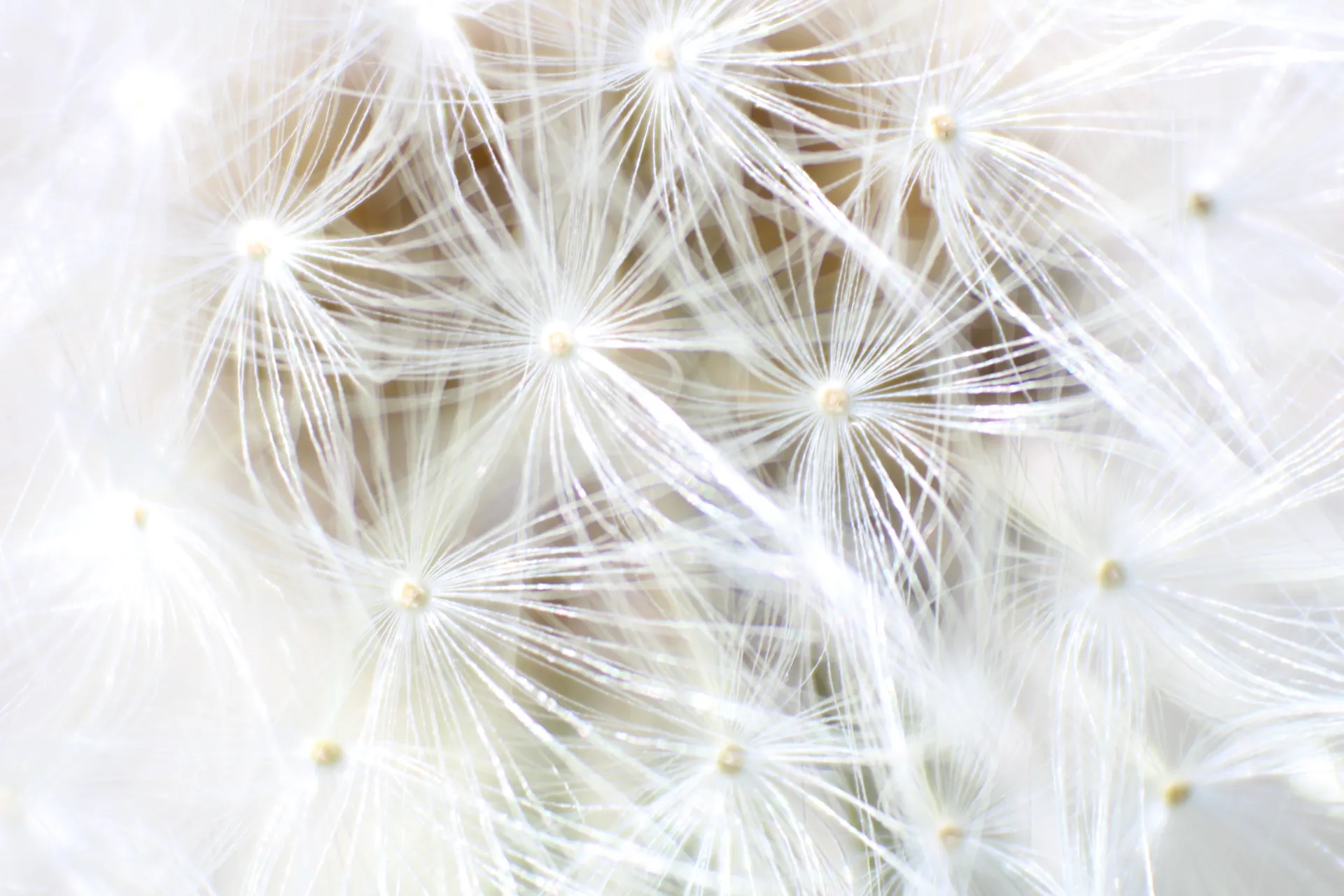Abstract Plants