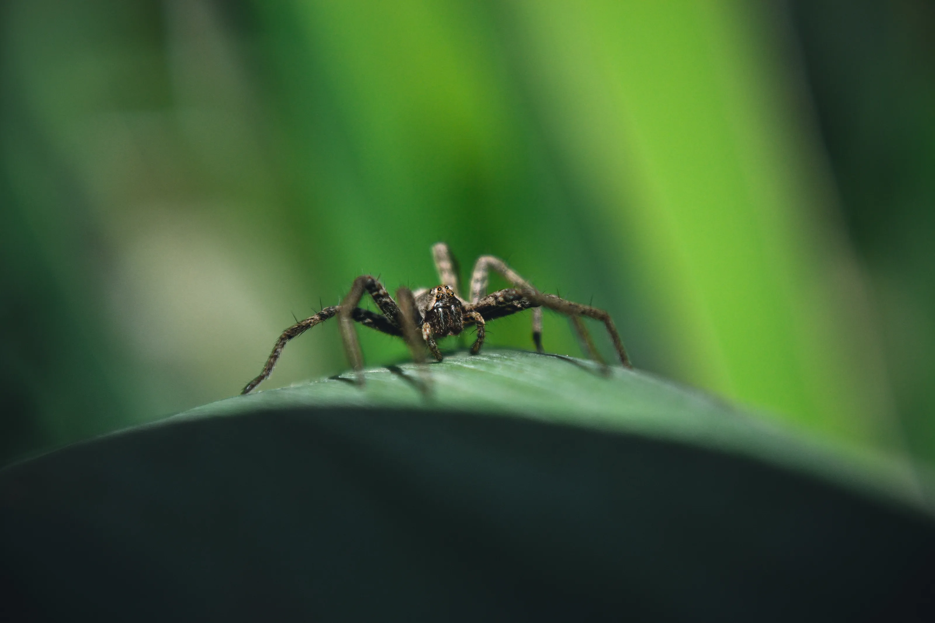 Insects