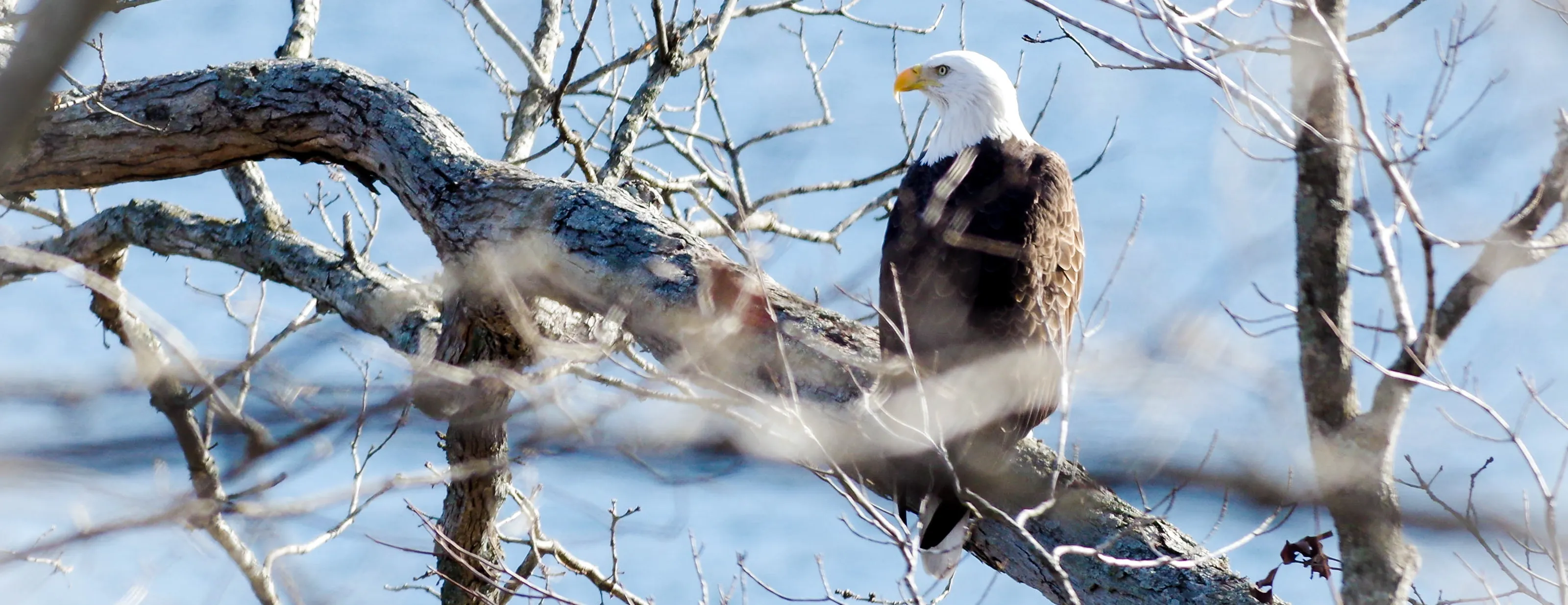 Bald Eagles