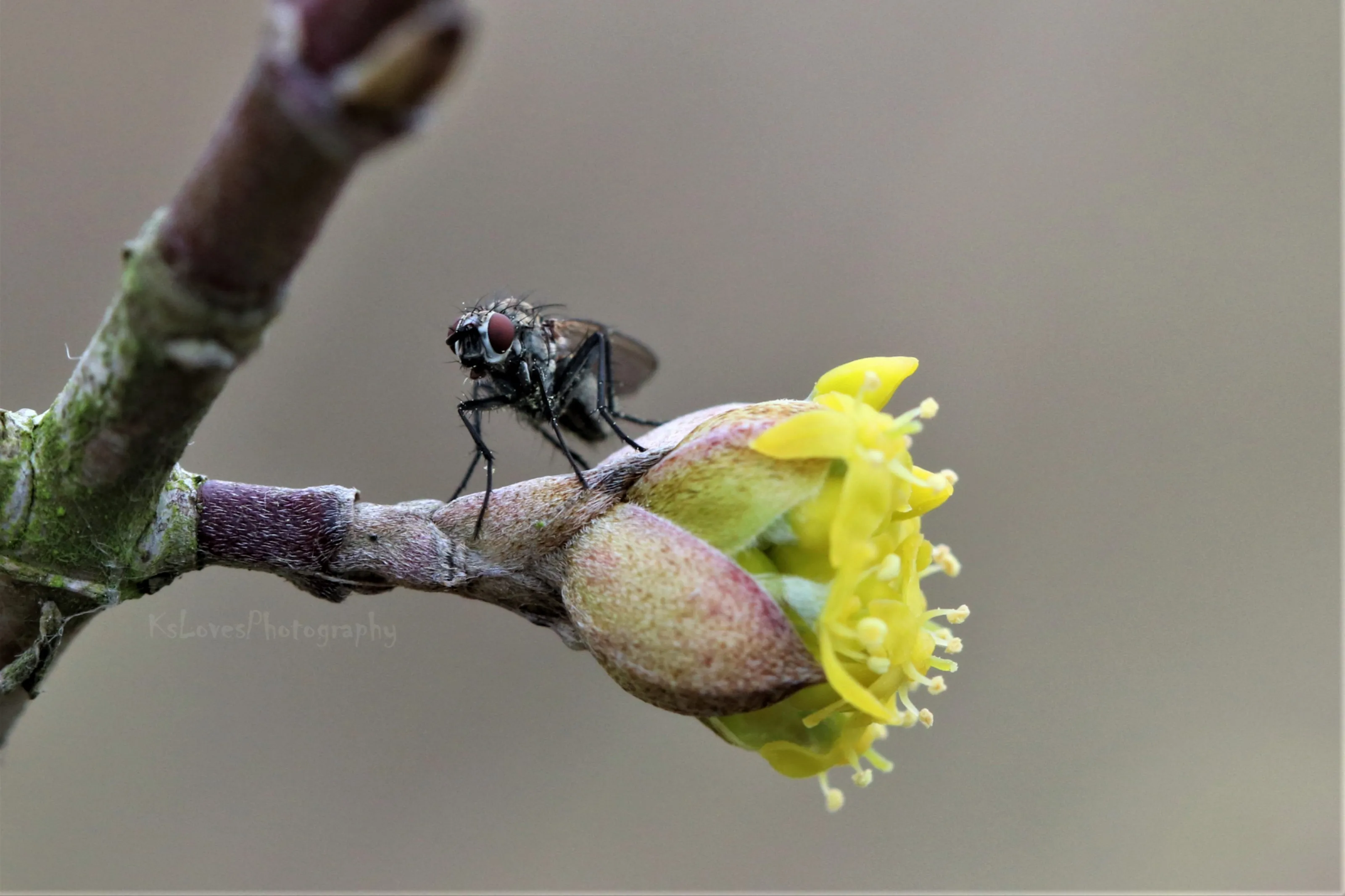 Macro Insects