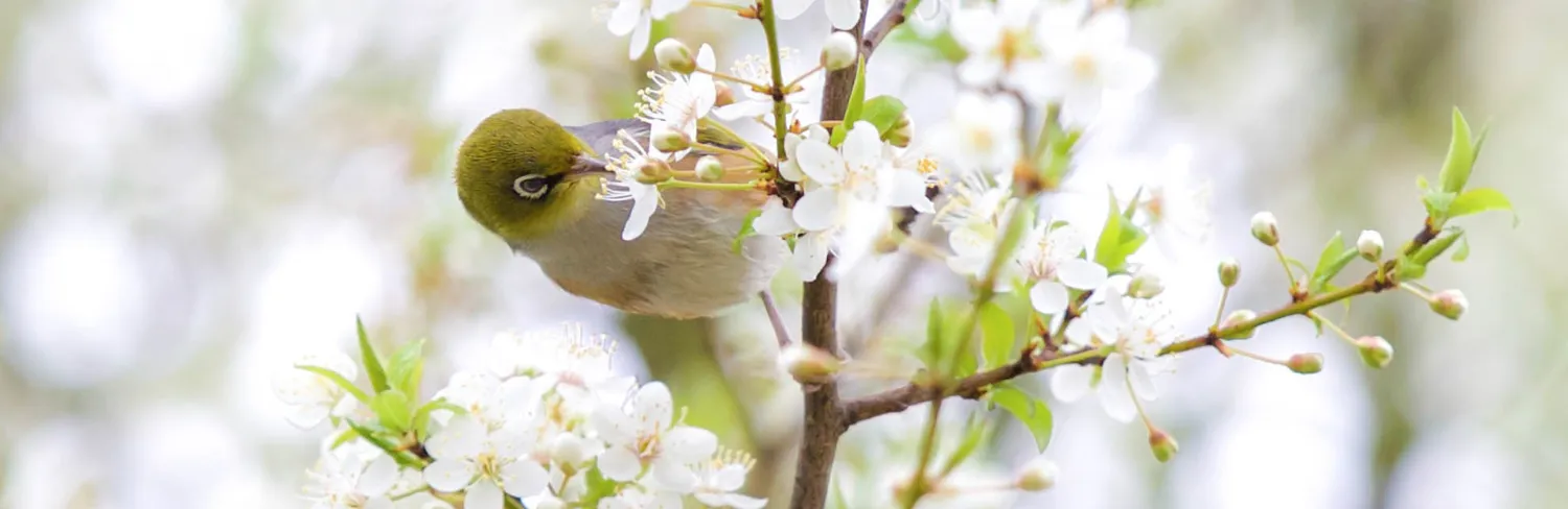 Spring scenes