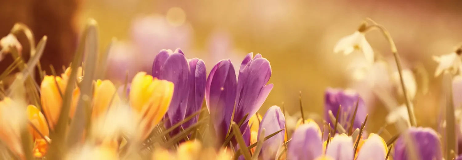 Spring scenes