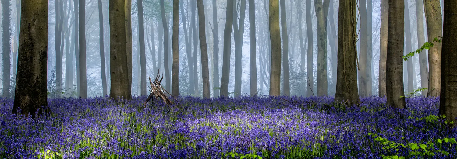 Spring scenes