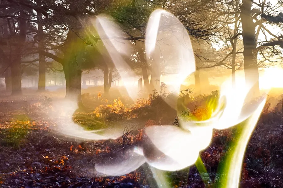 Double exposure of nature, in colour.