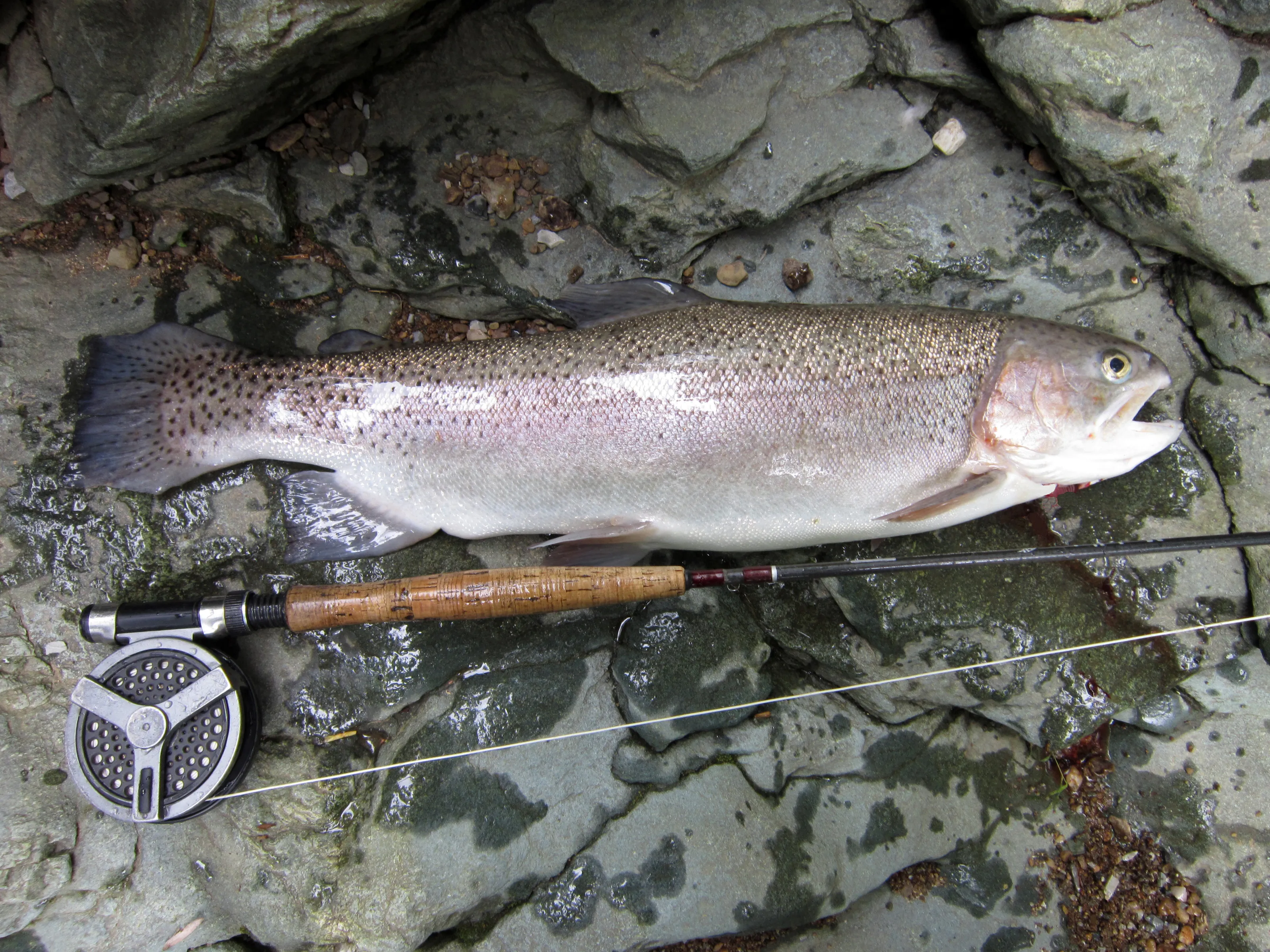 Trout Fishing